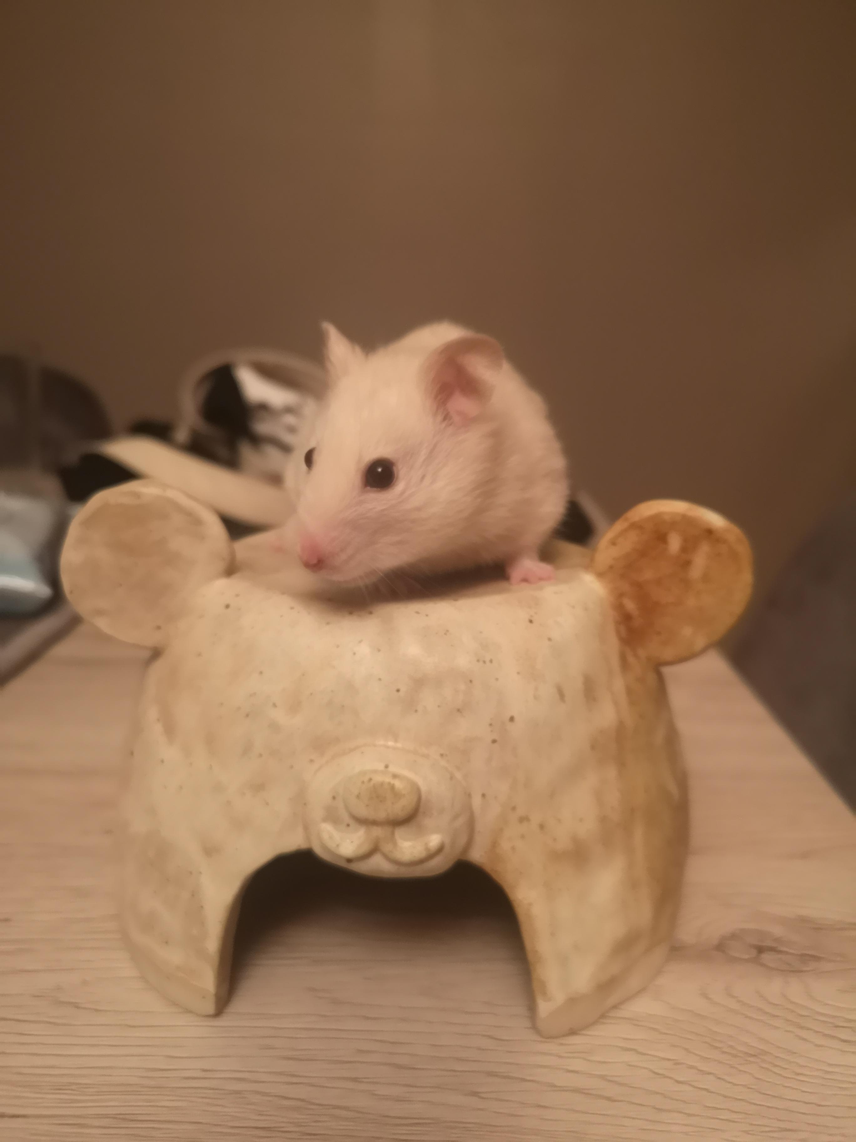Made a ceramic hamster hideout for my little Mochi r/hamsters
