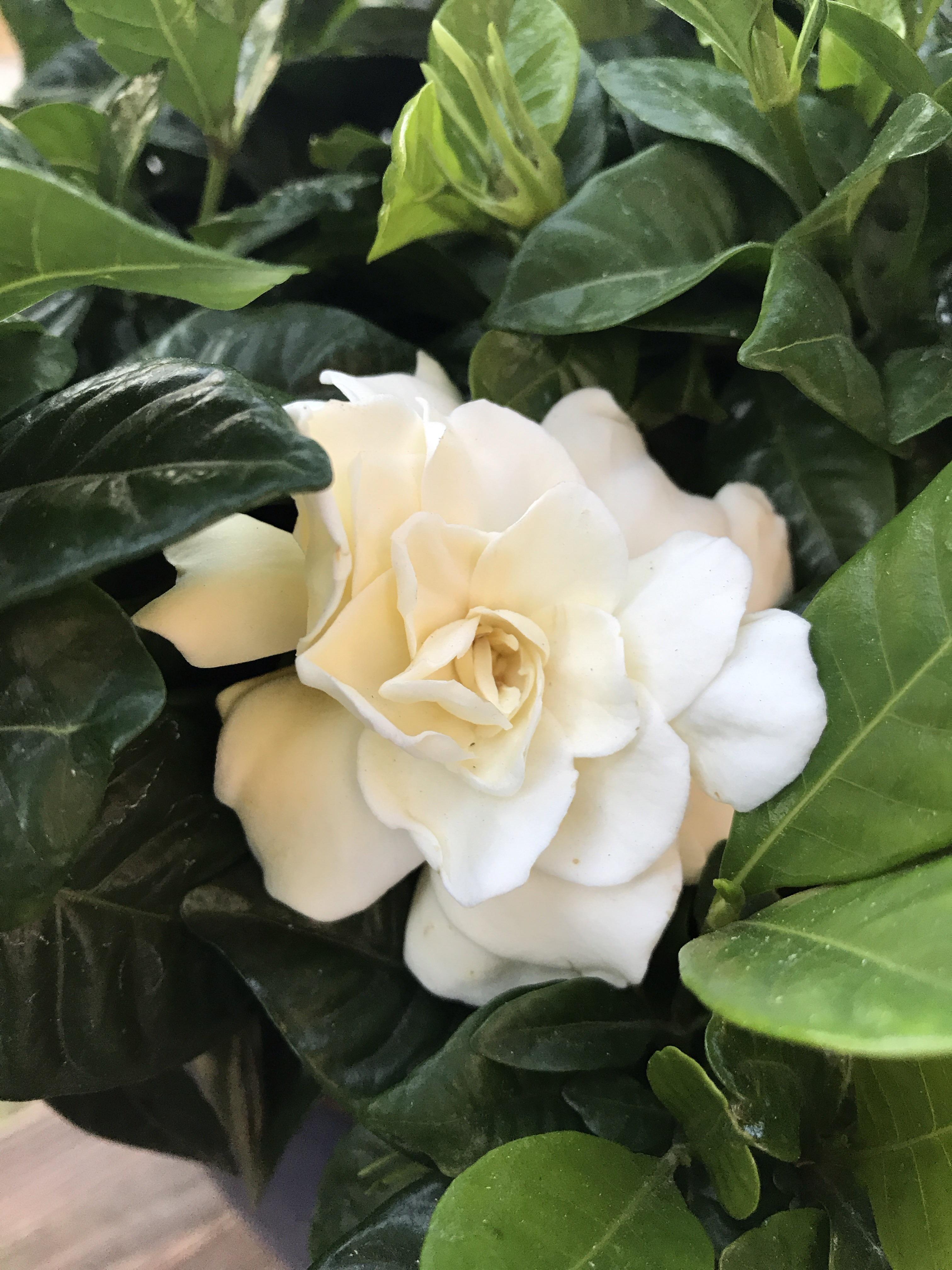The smell is stunning Gardenia r/plants