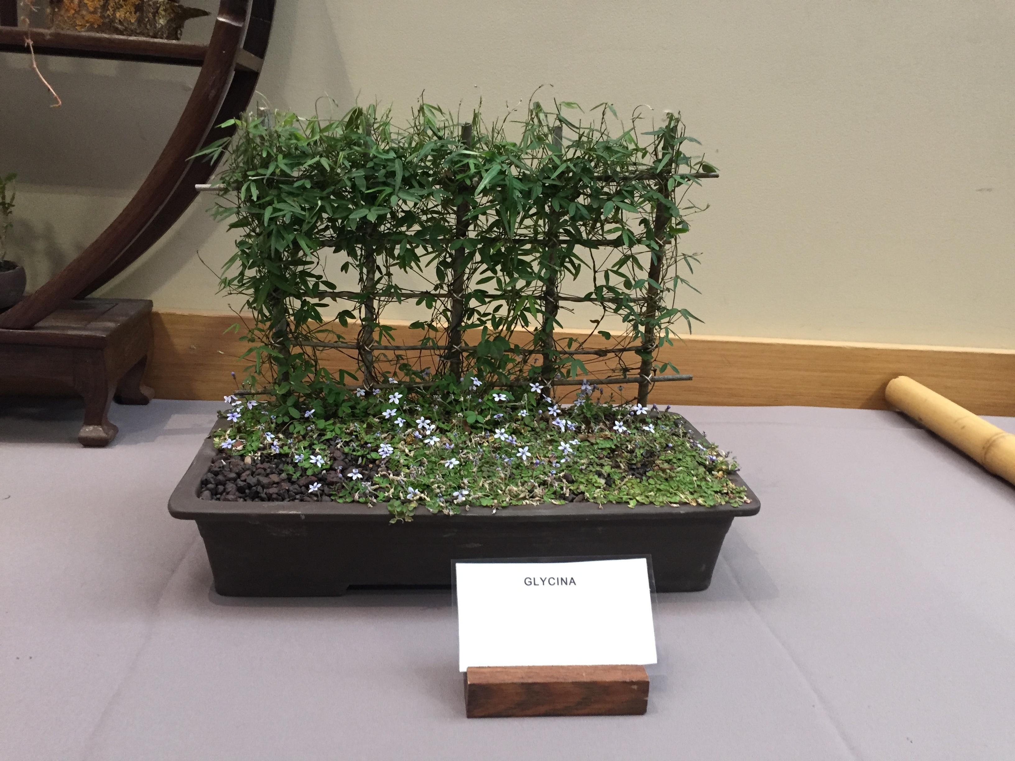 The local Bonsai club had a show and this was one of their entries! r