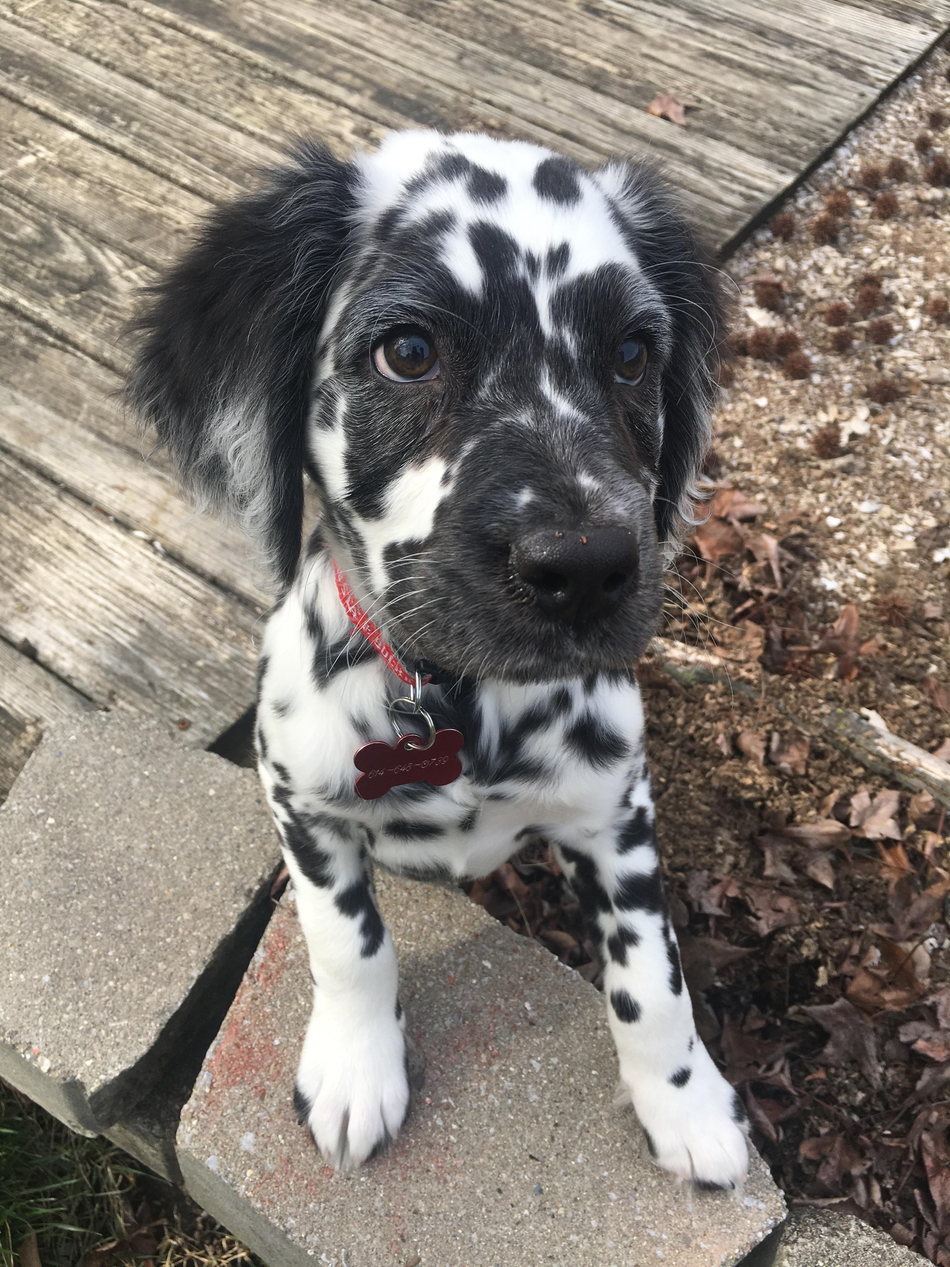 Reddit, meet Buckeye! r/dalmatians