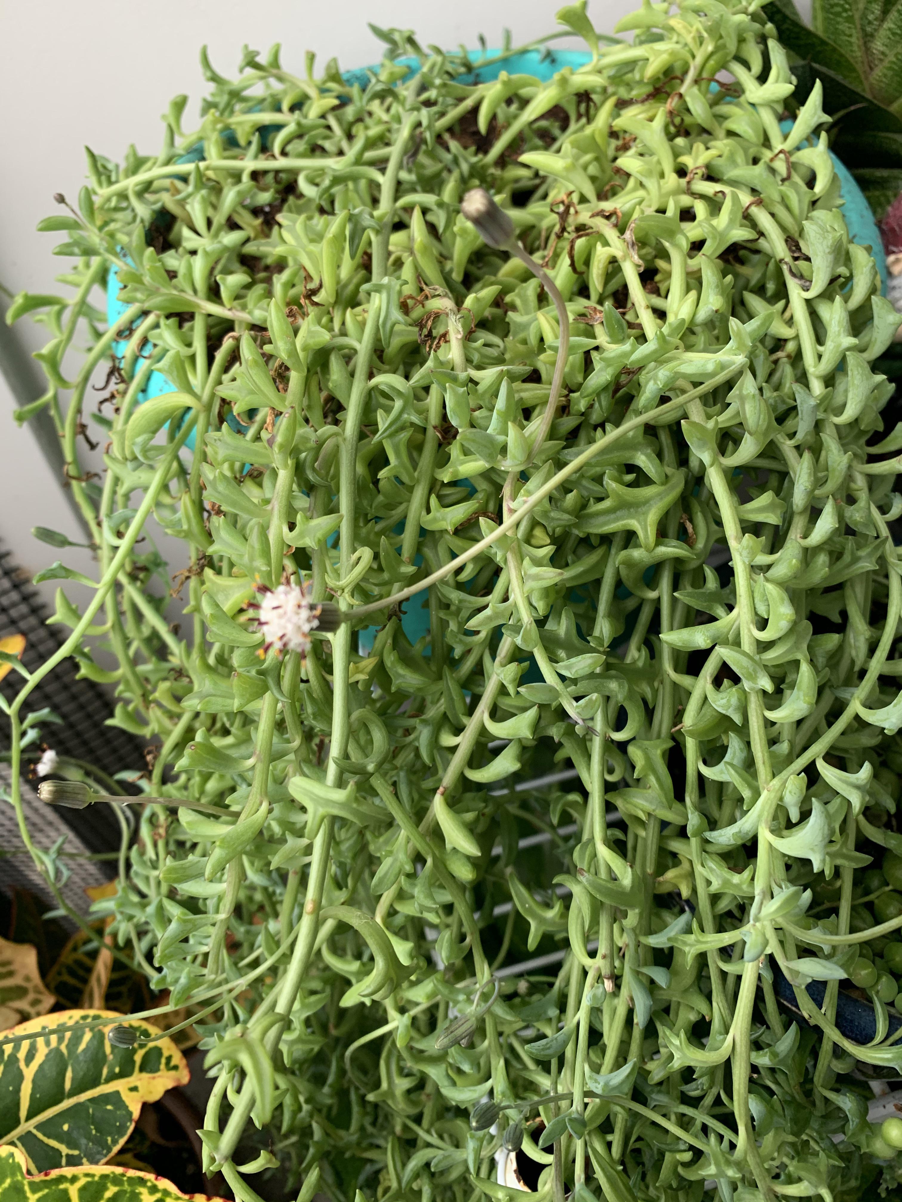 My string of dolphins is blooming r/plants