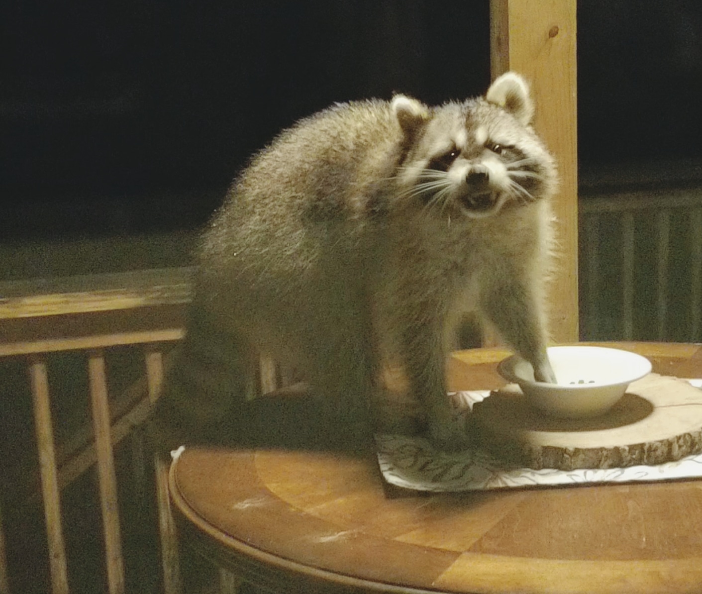 Raccoon Stealing Cat Food