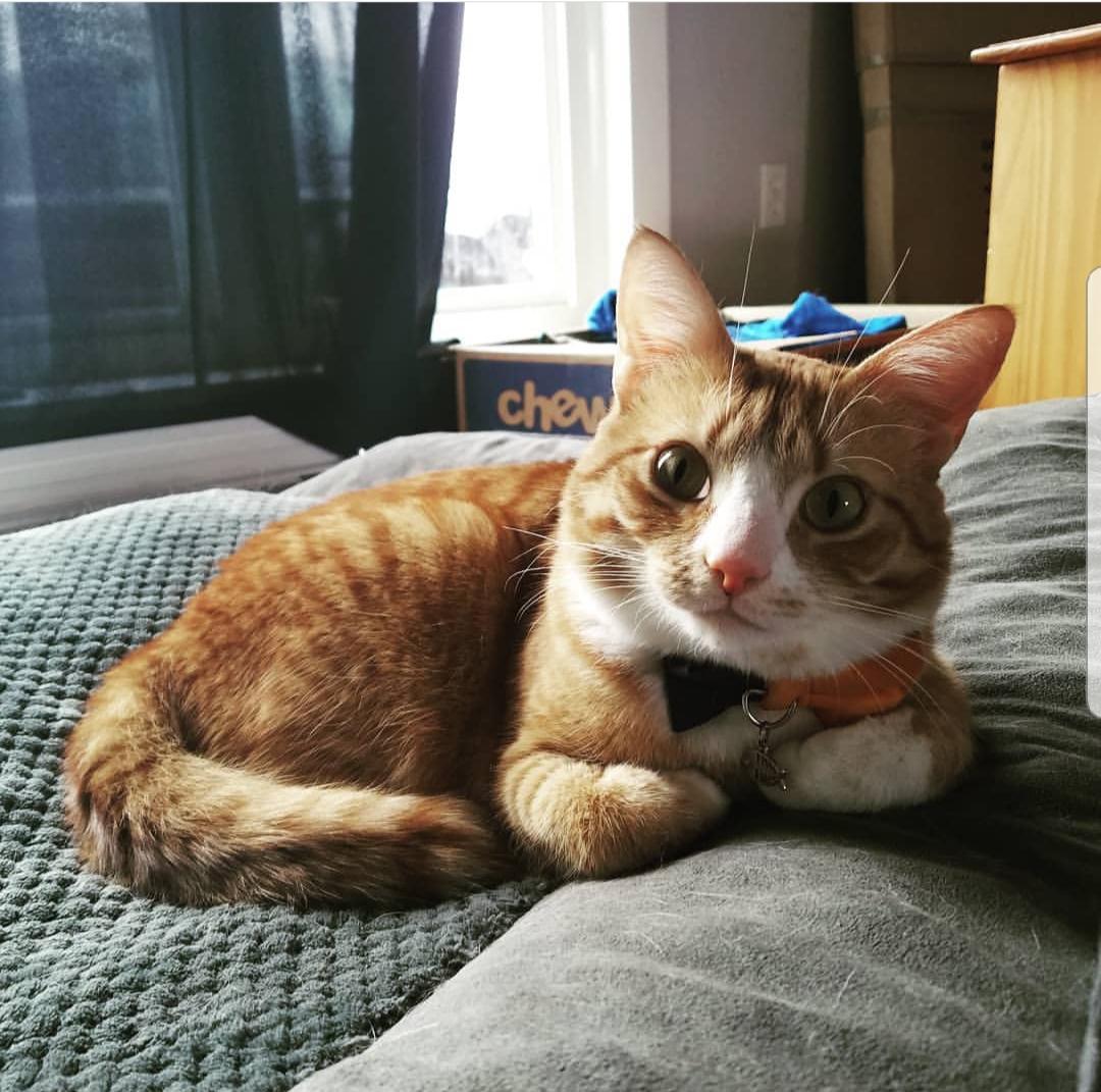 My cat is very photogenic. r/cat