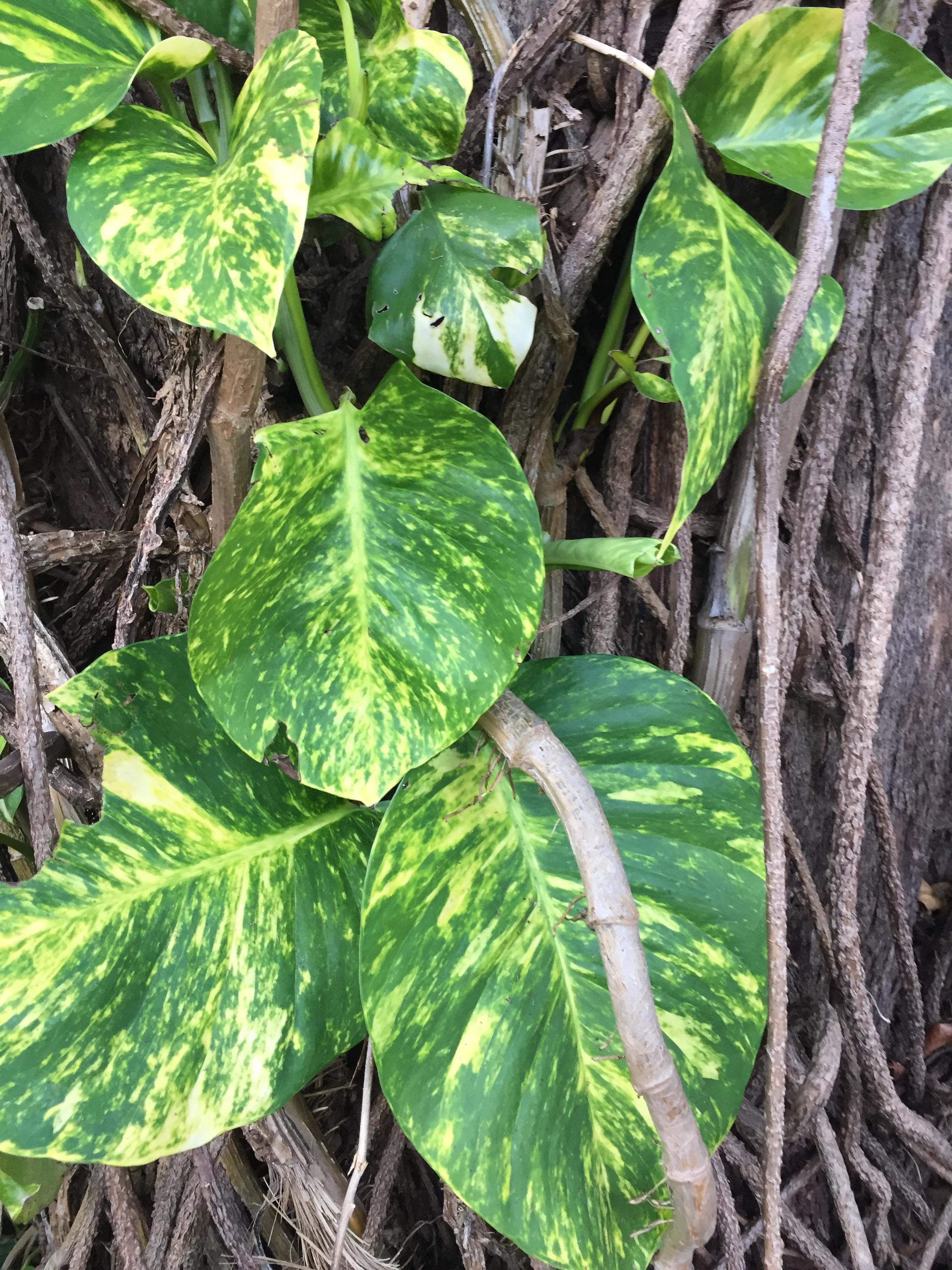 Vine removal. Bought a house and the 40 to 50 foot trees behind it are