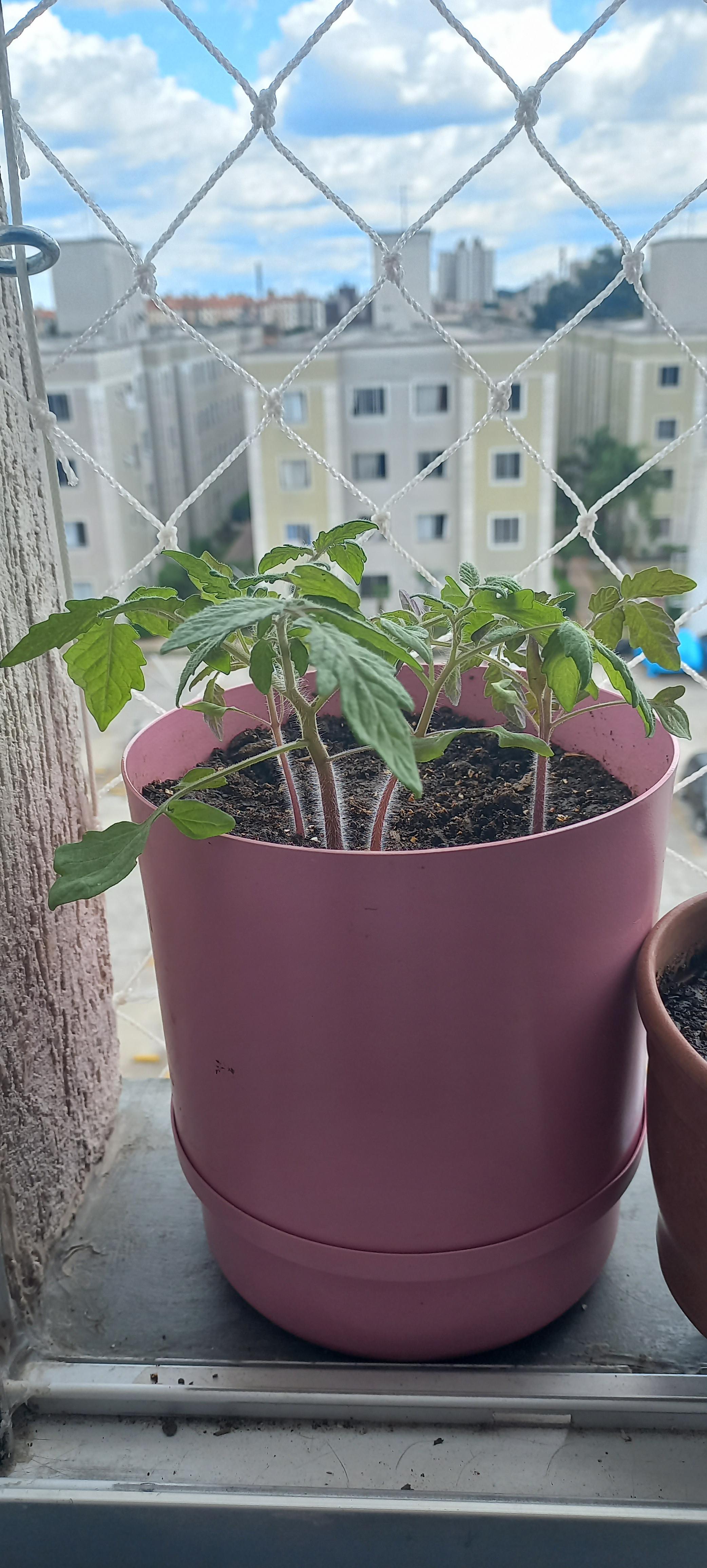 My tomatoes are finally growing! It's not much, but I finally got a