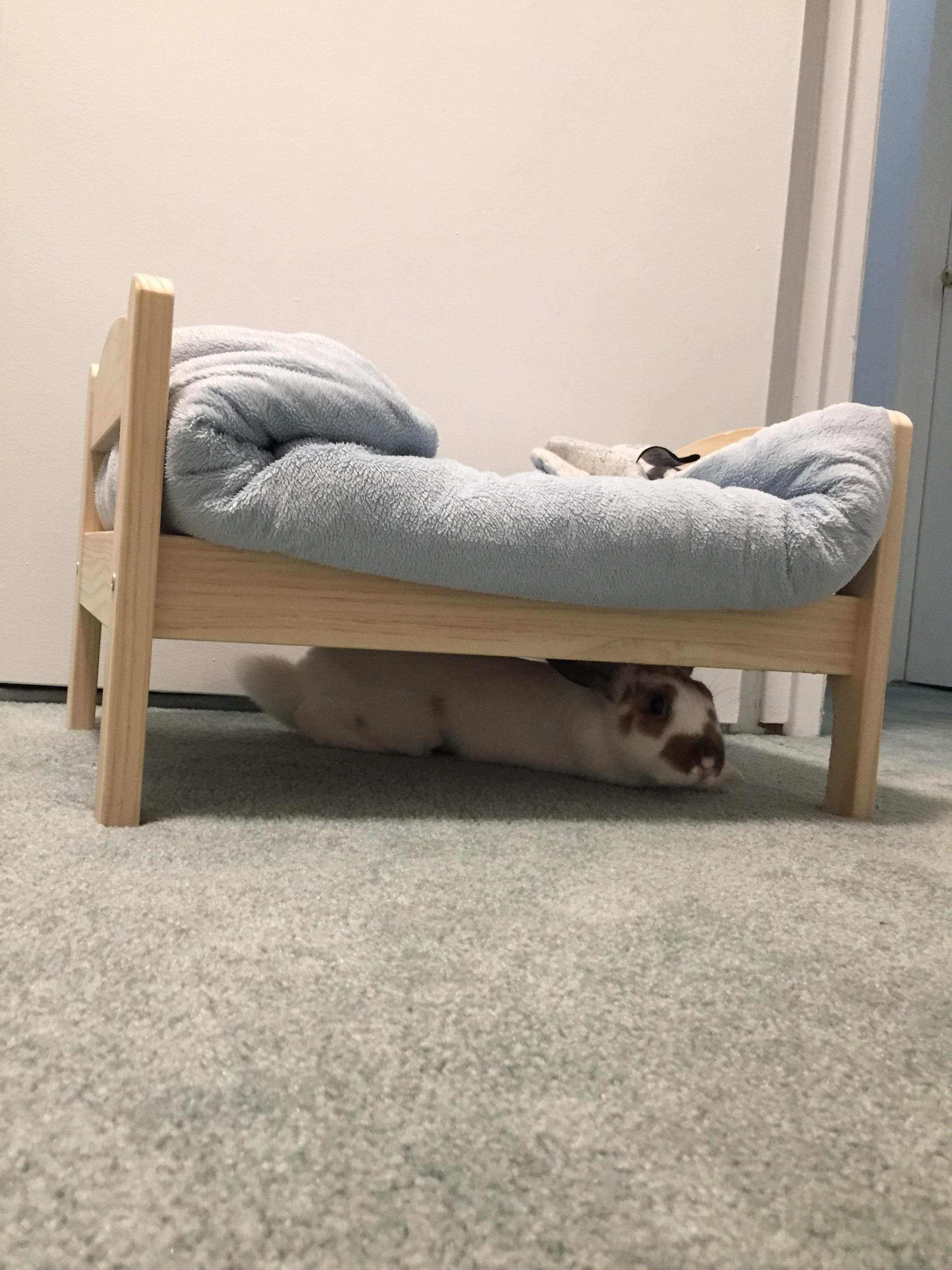 I bought her a bed because she always went under my bed r/aww