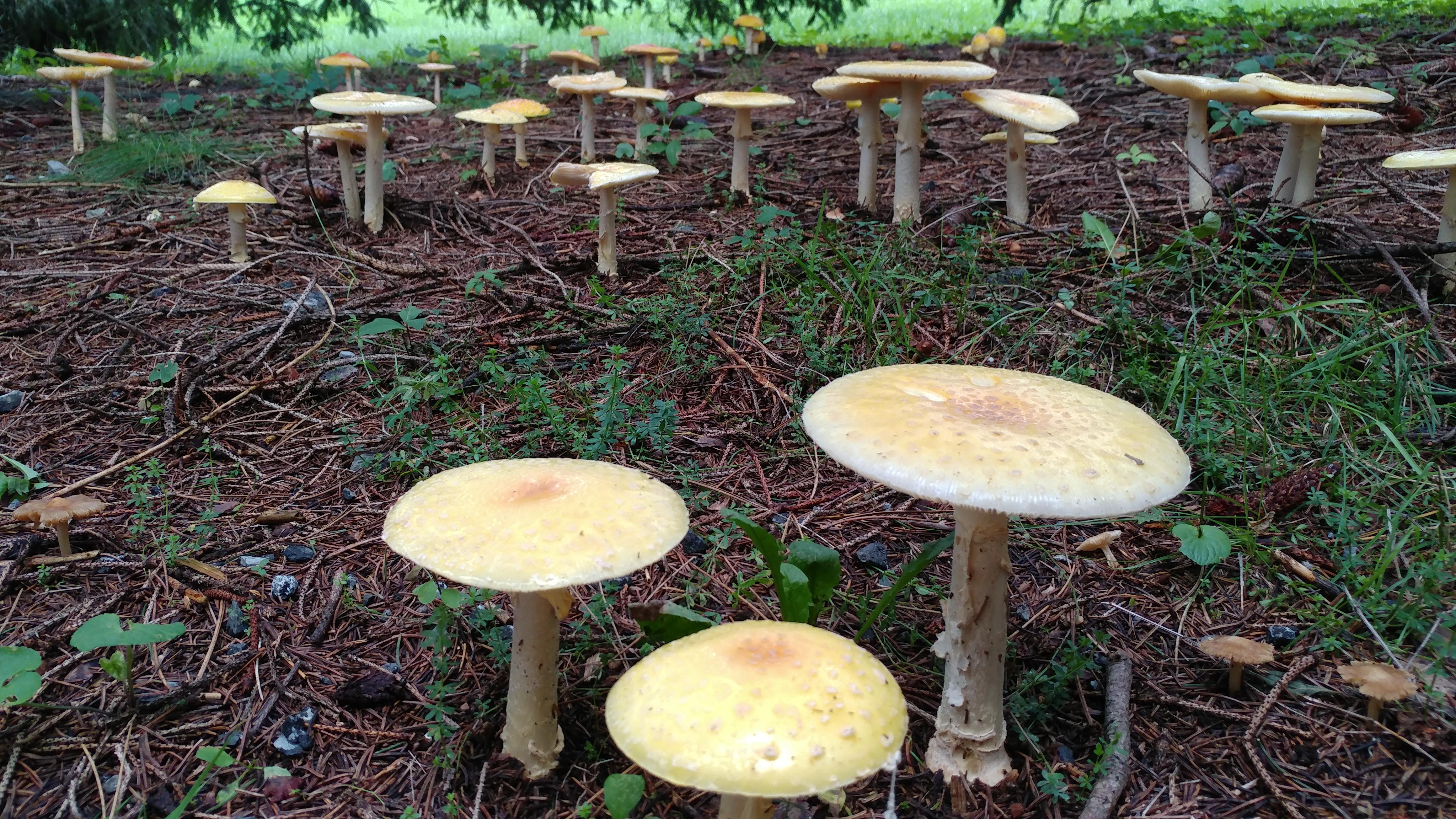 Forest of mushrooms upstate NY r/MushroomPorn