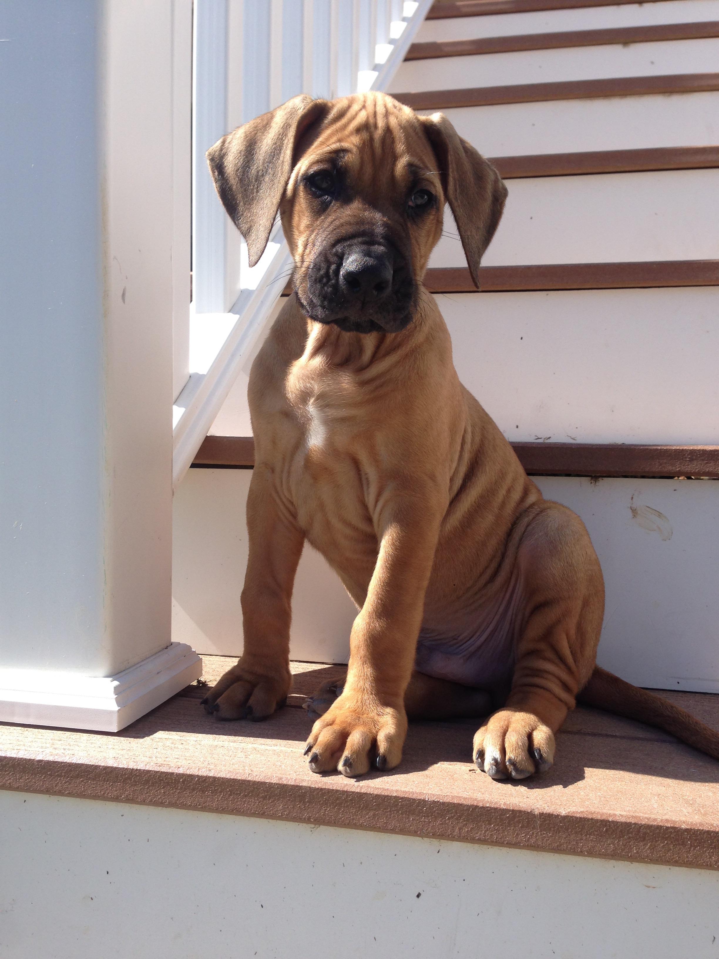 Do Big Paws Mean You Will Have A Big Dog