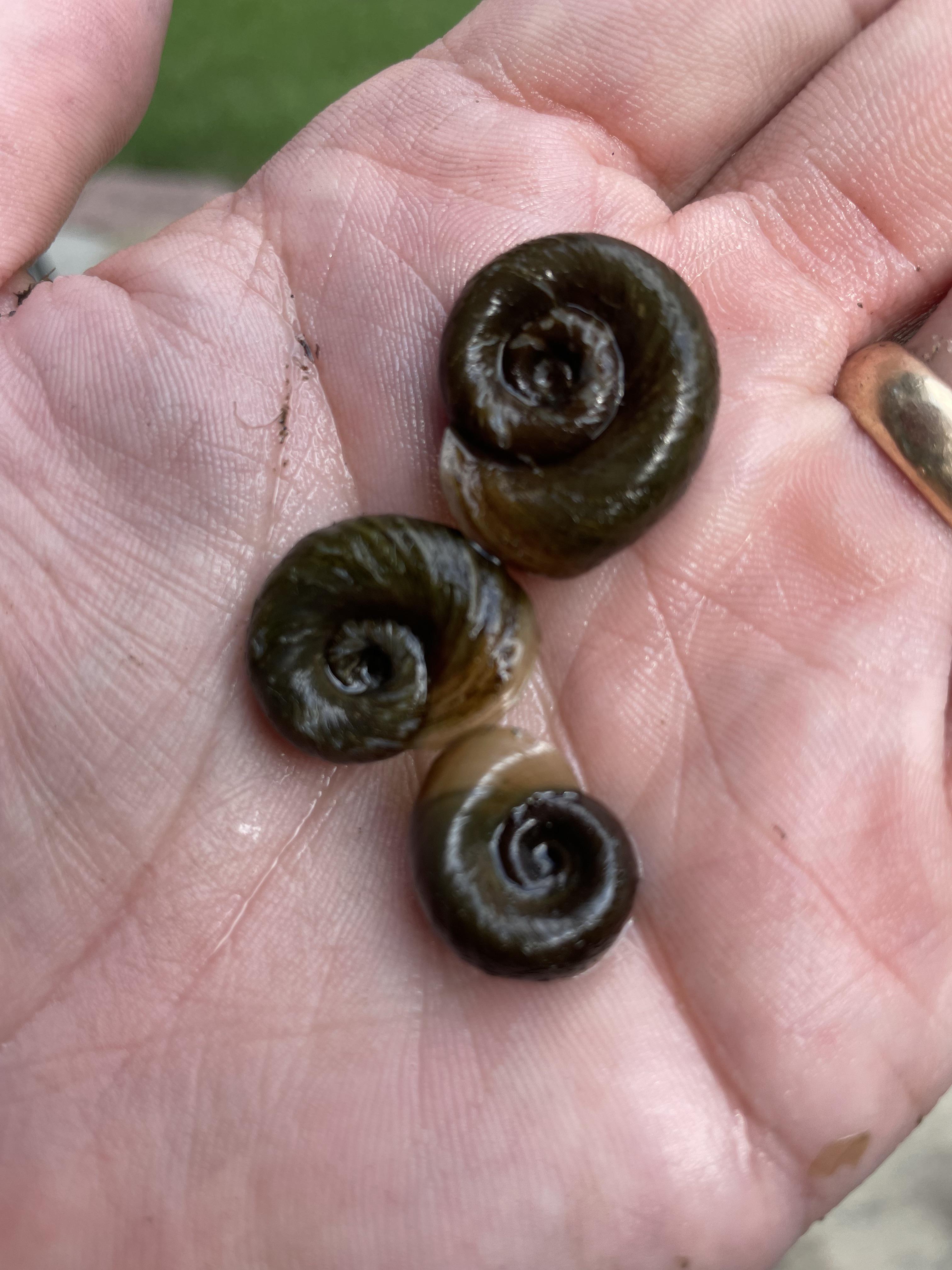 Can anyone identify these snails? Are they good or bad for my garden