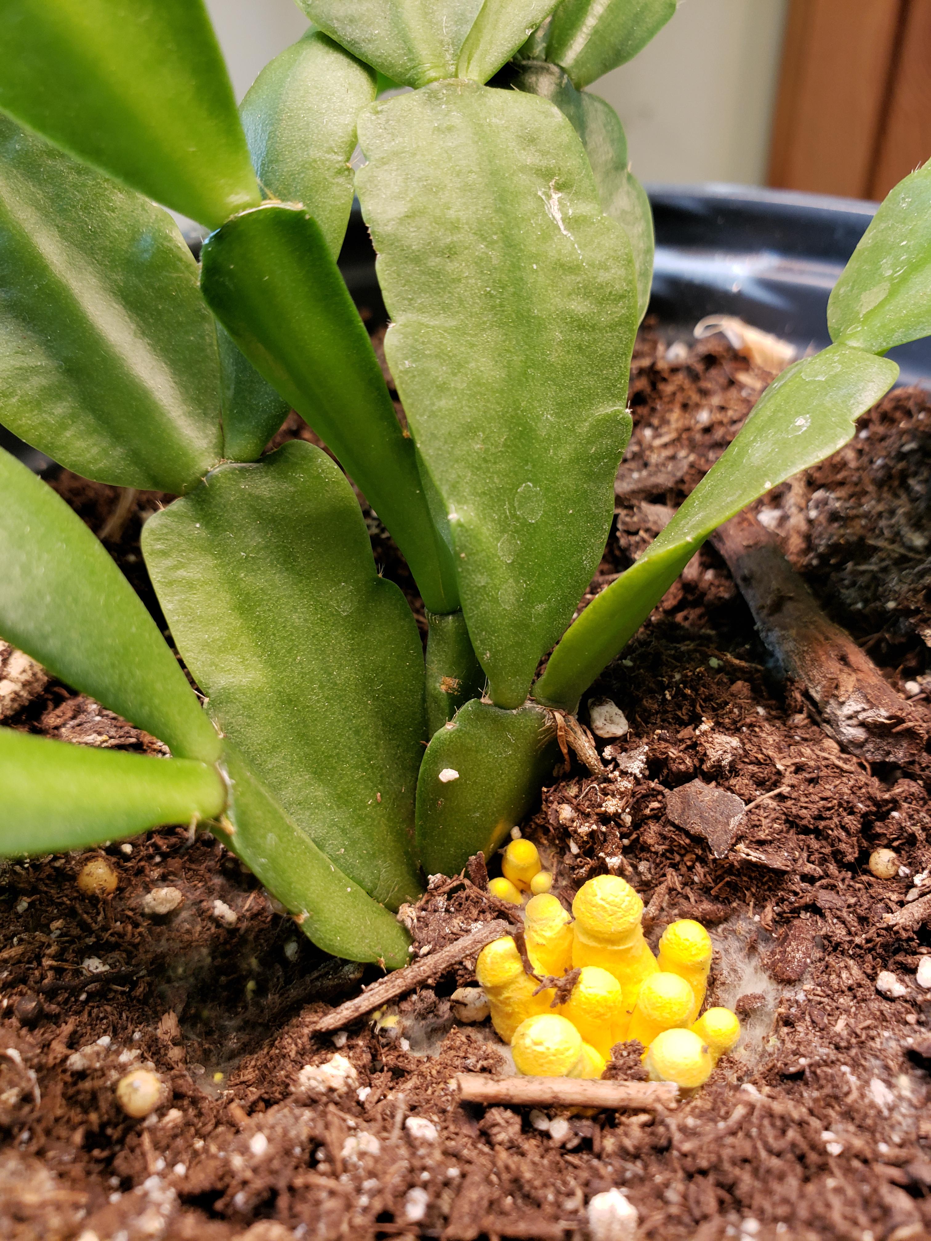 Yellow fungus in my Christmas cactus? Is it harmful? r/plantclinic