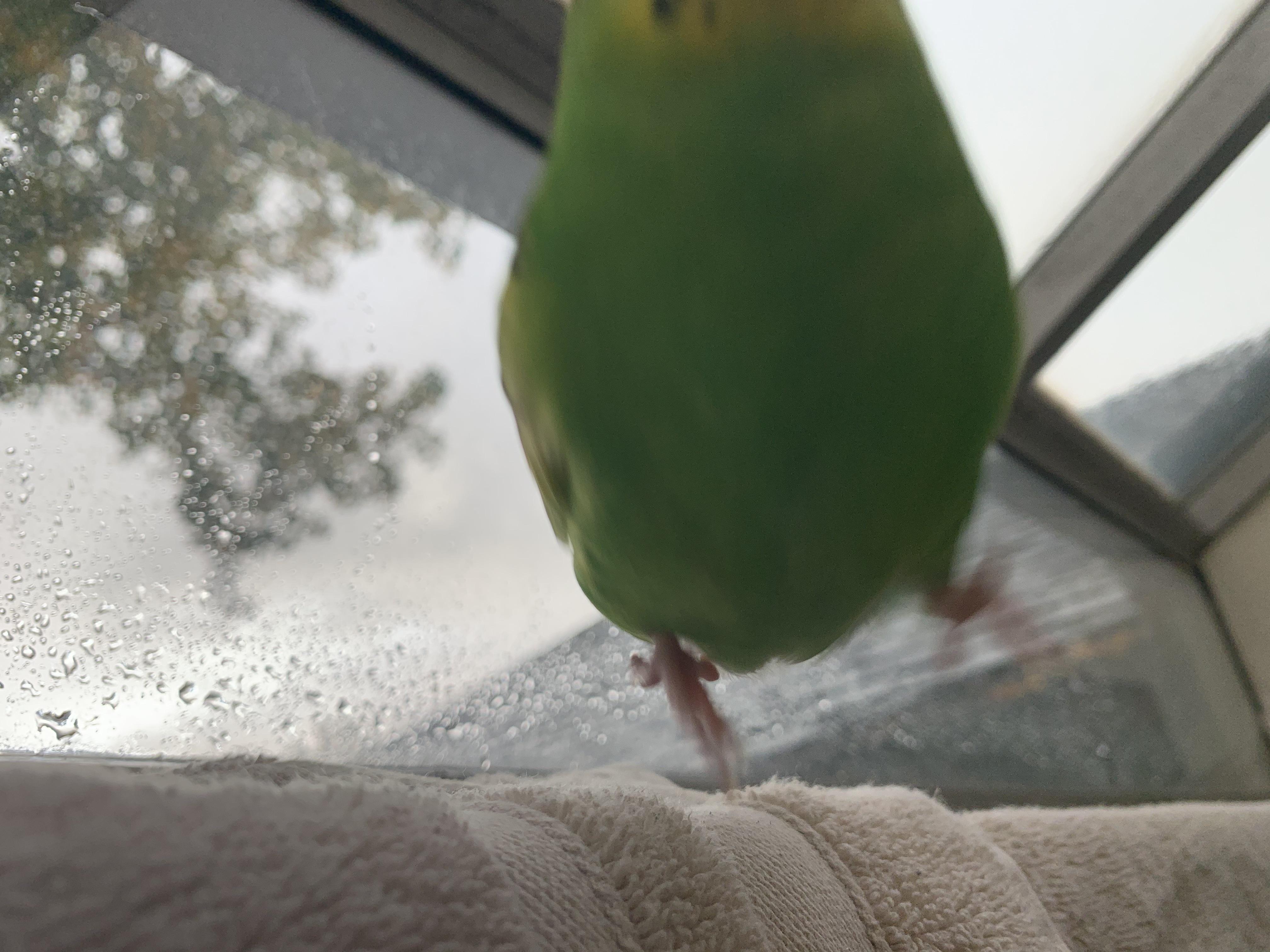 Mid jump picture r/Parakeets