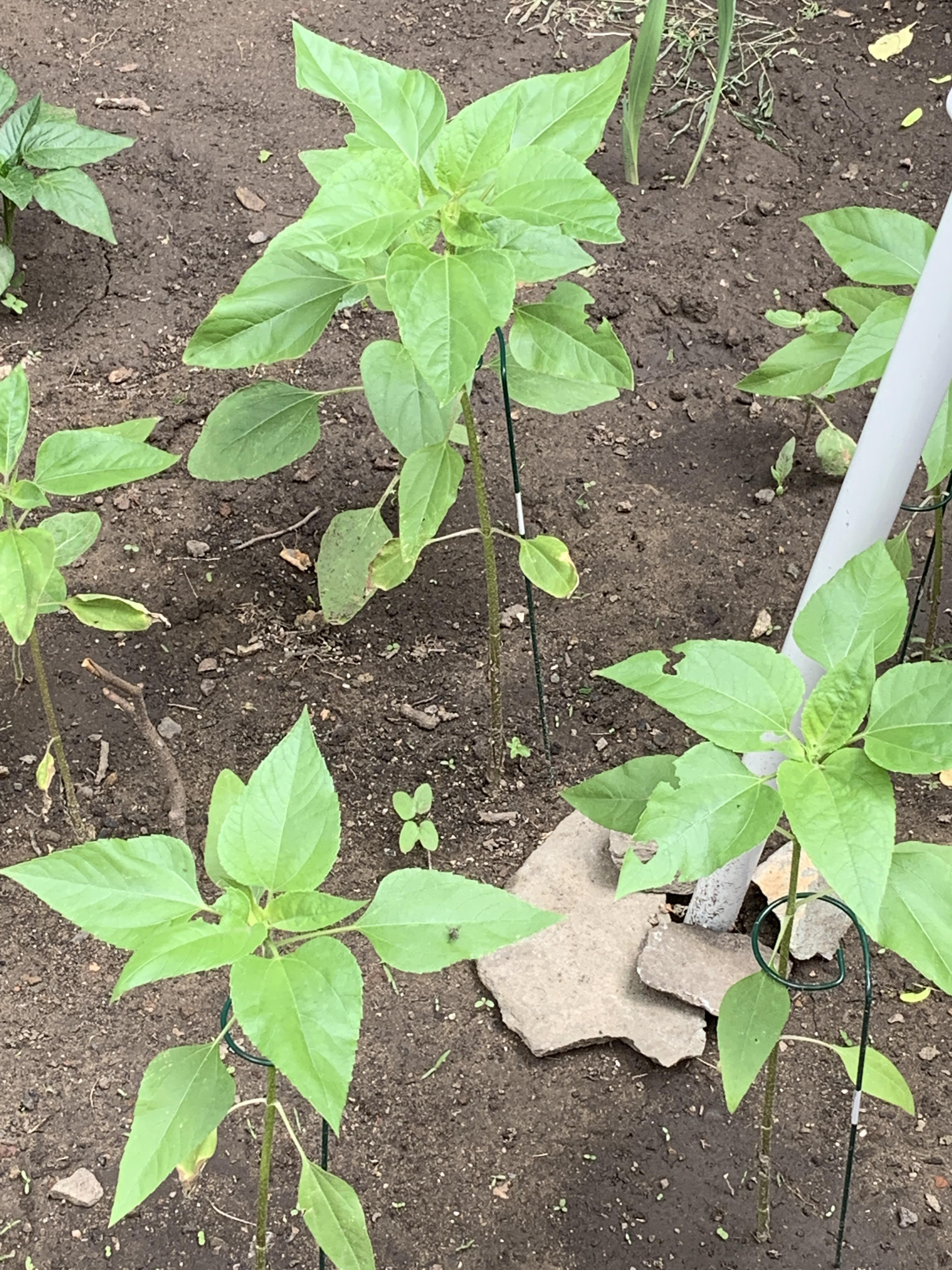 Sunflower leaves being eaten? r/gardening