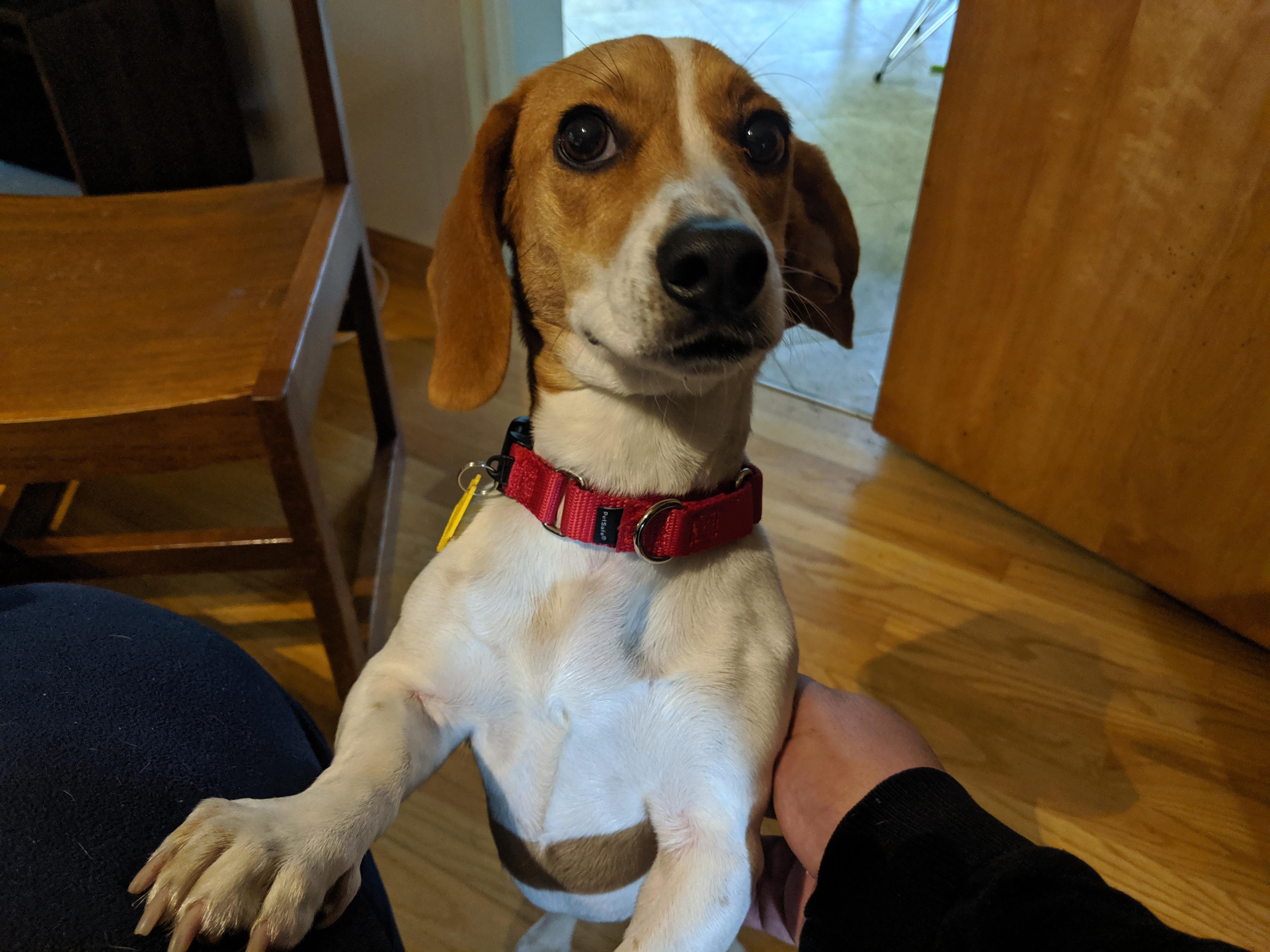 Beagle Dachshund Terrier Mix