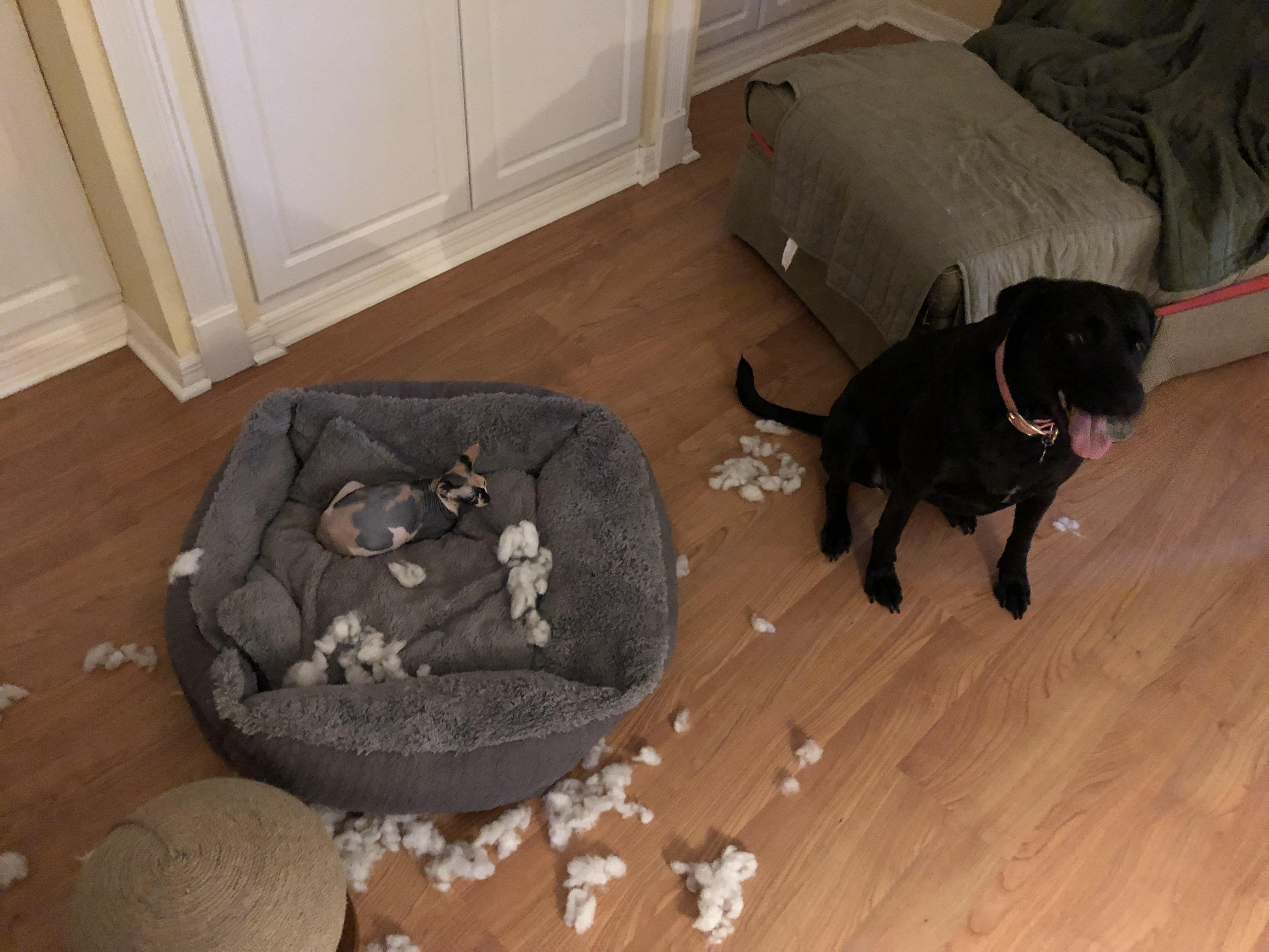 Someone was salty that her bed was taken over. She ate it *while* the