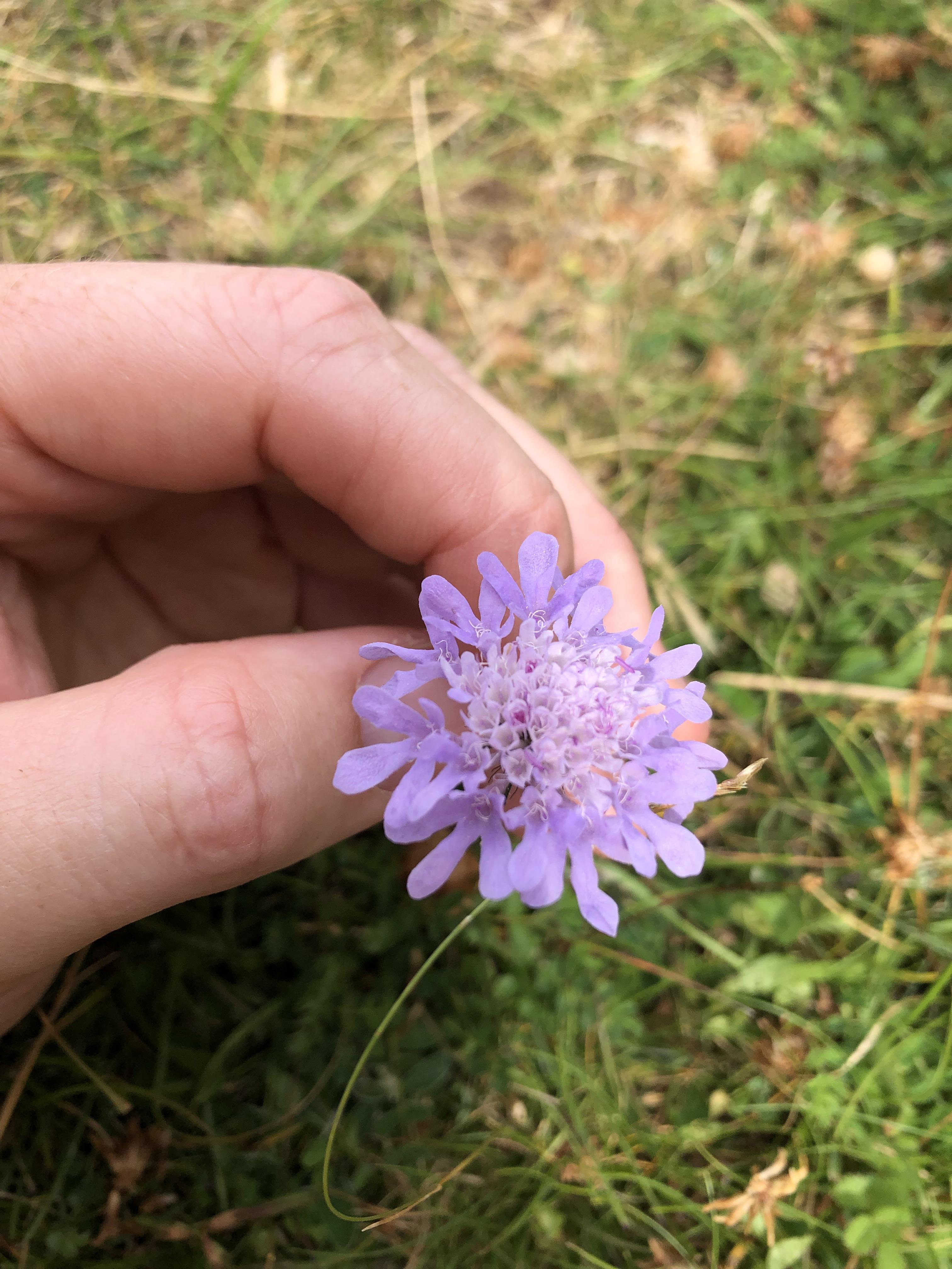 Sw England, On an open grassy hill top. What is this beauty? r