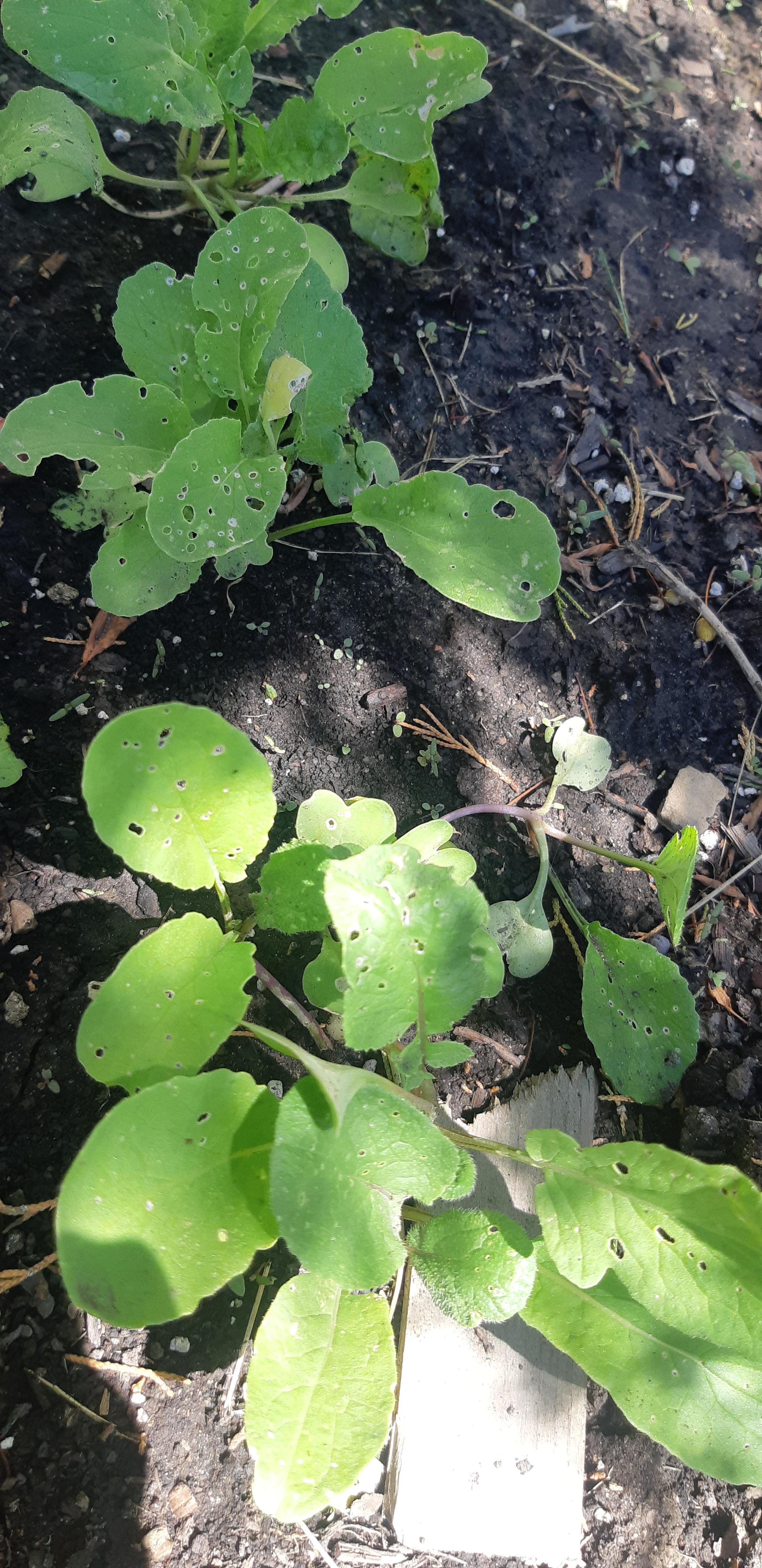 New gardener here what bug is eating my plants and how can I get them