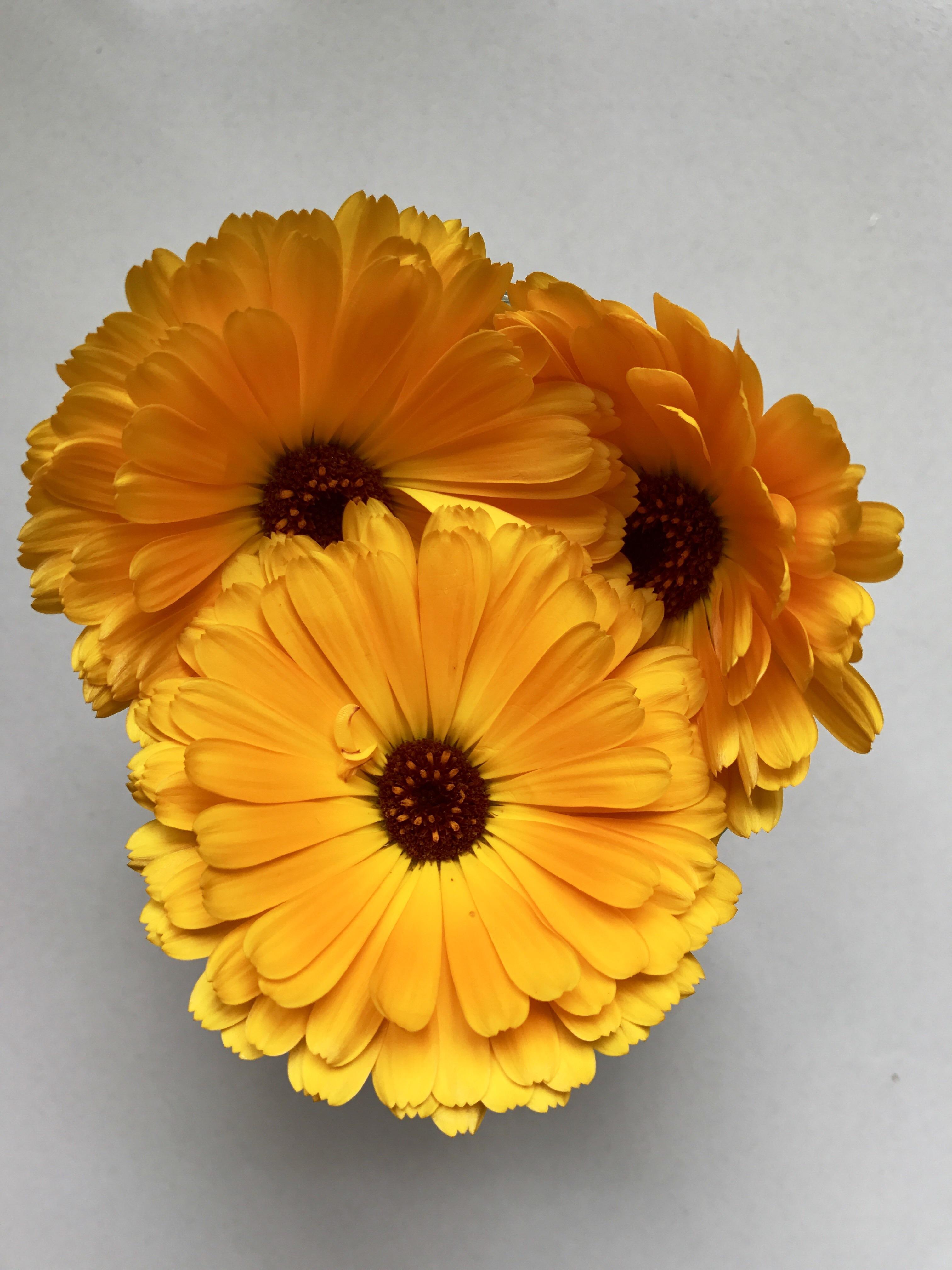 Calendula is one of my favorite flowers to grow! It's edible, and