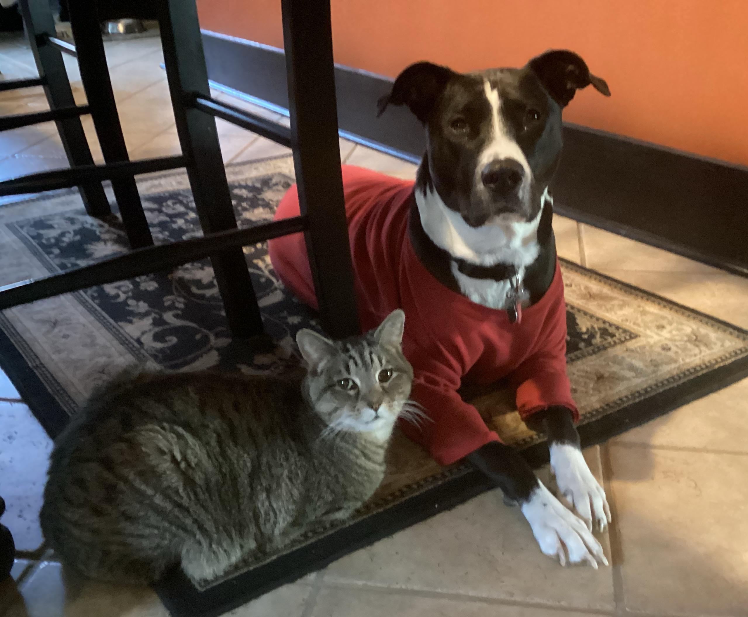 Best Friends Furever ️ r/velvethippos