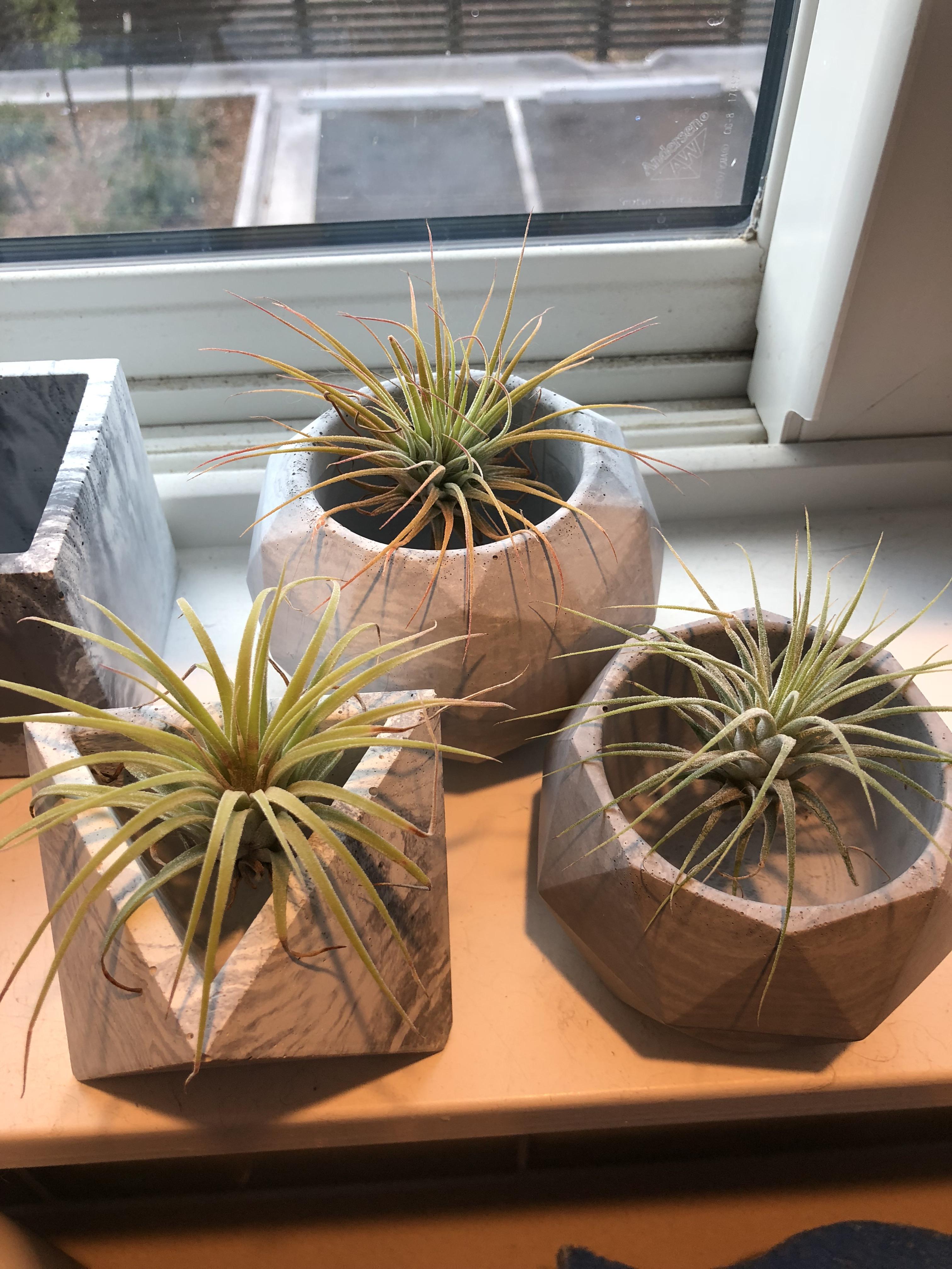 Accidentally left my plants soaking overnight. I’ve never seen them look so big and happy. Is