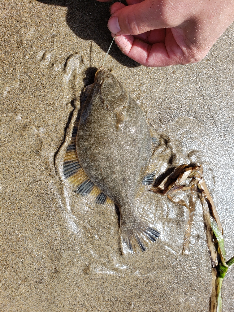 Starry Flounder? Fishing