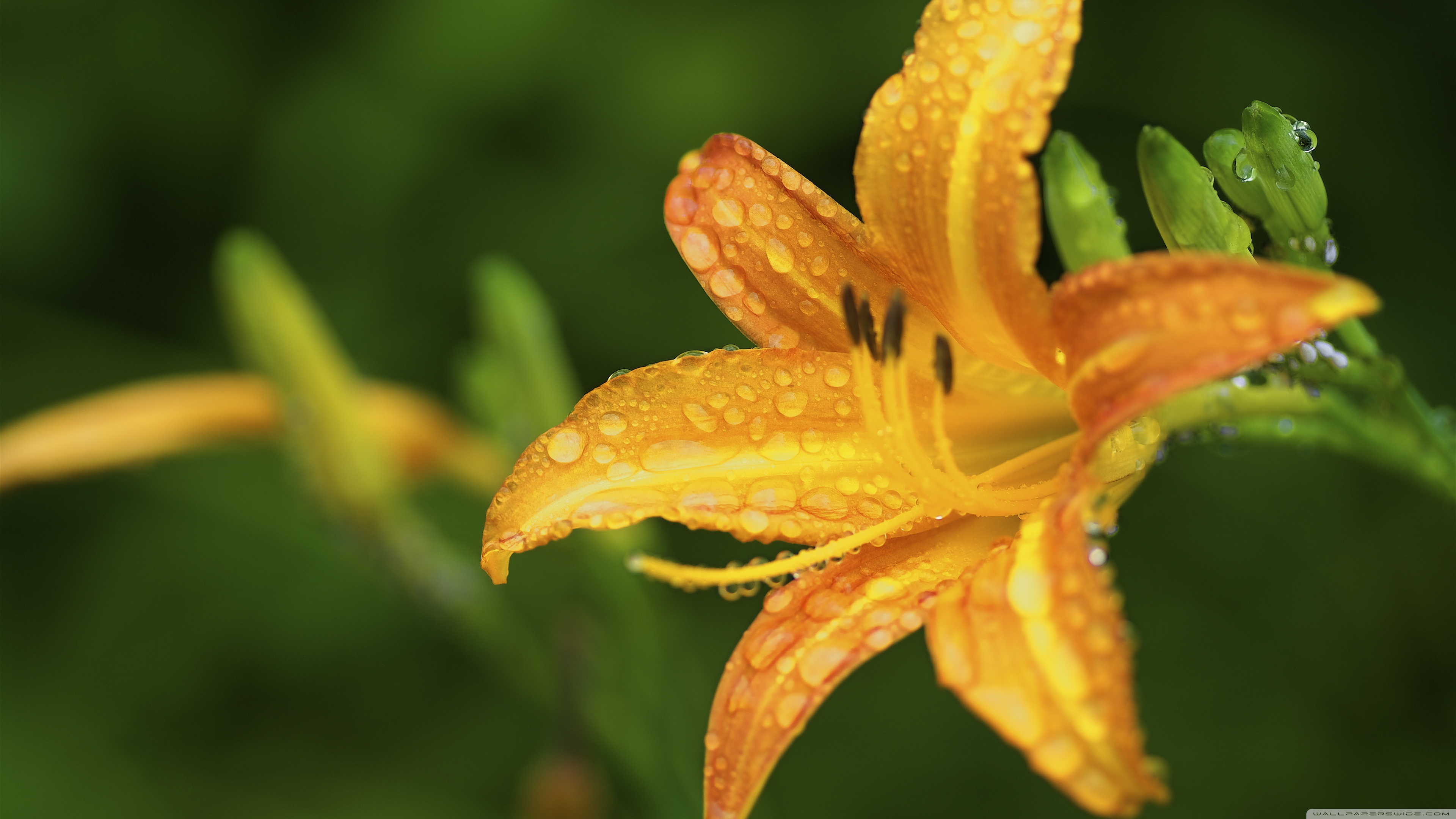 Golden Lily (Photo credit to Yasunari Nakamura) MostBeautiful