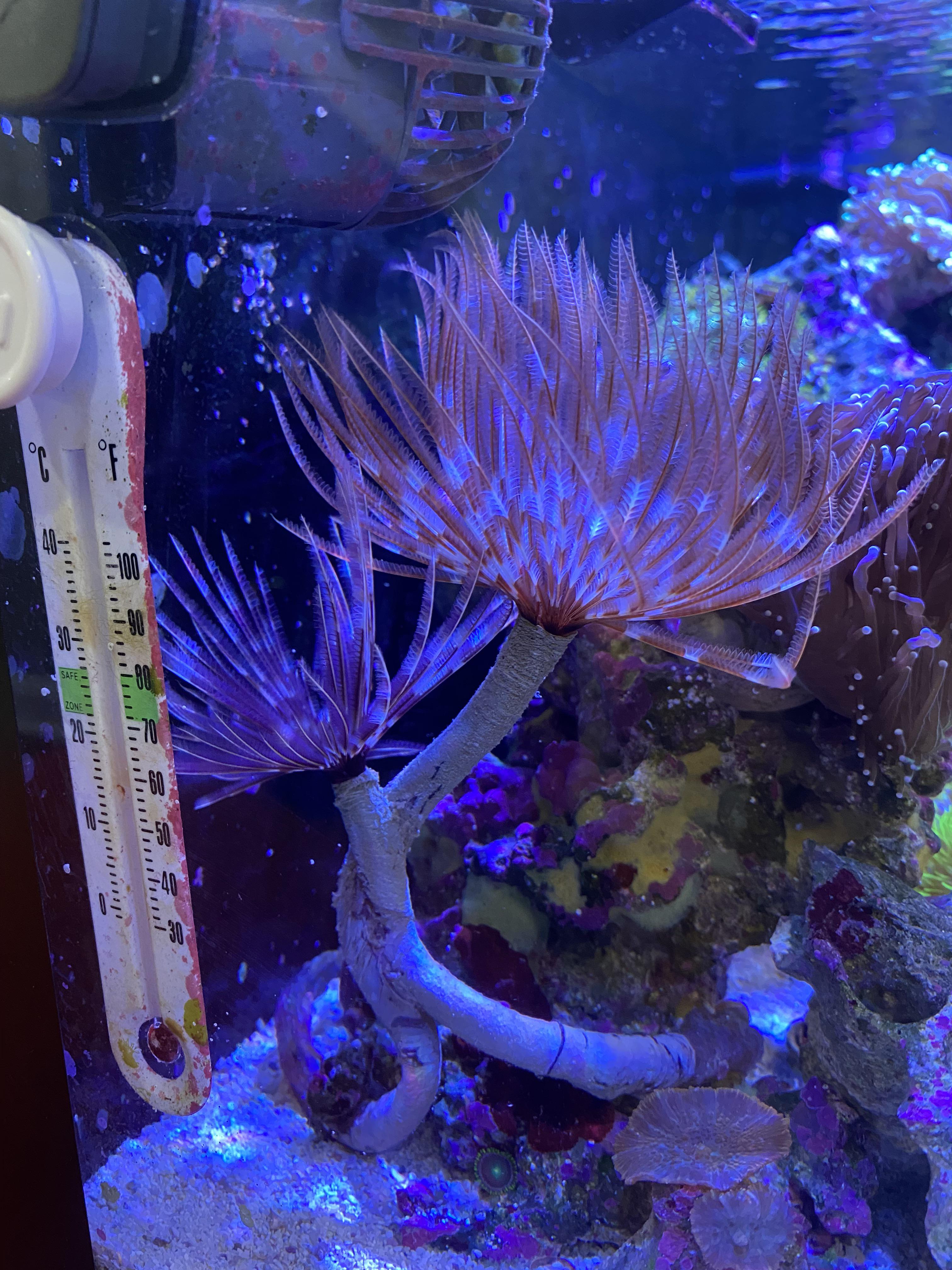 Anyone else love feather dusters? r/Aquariums