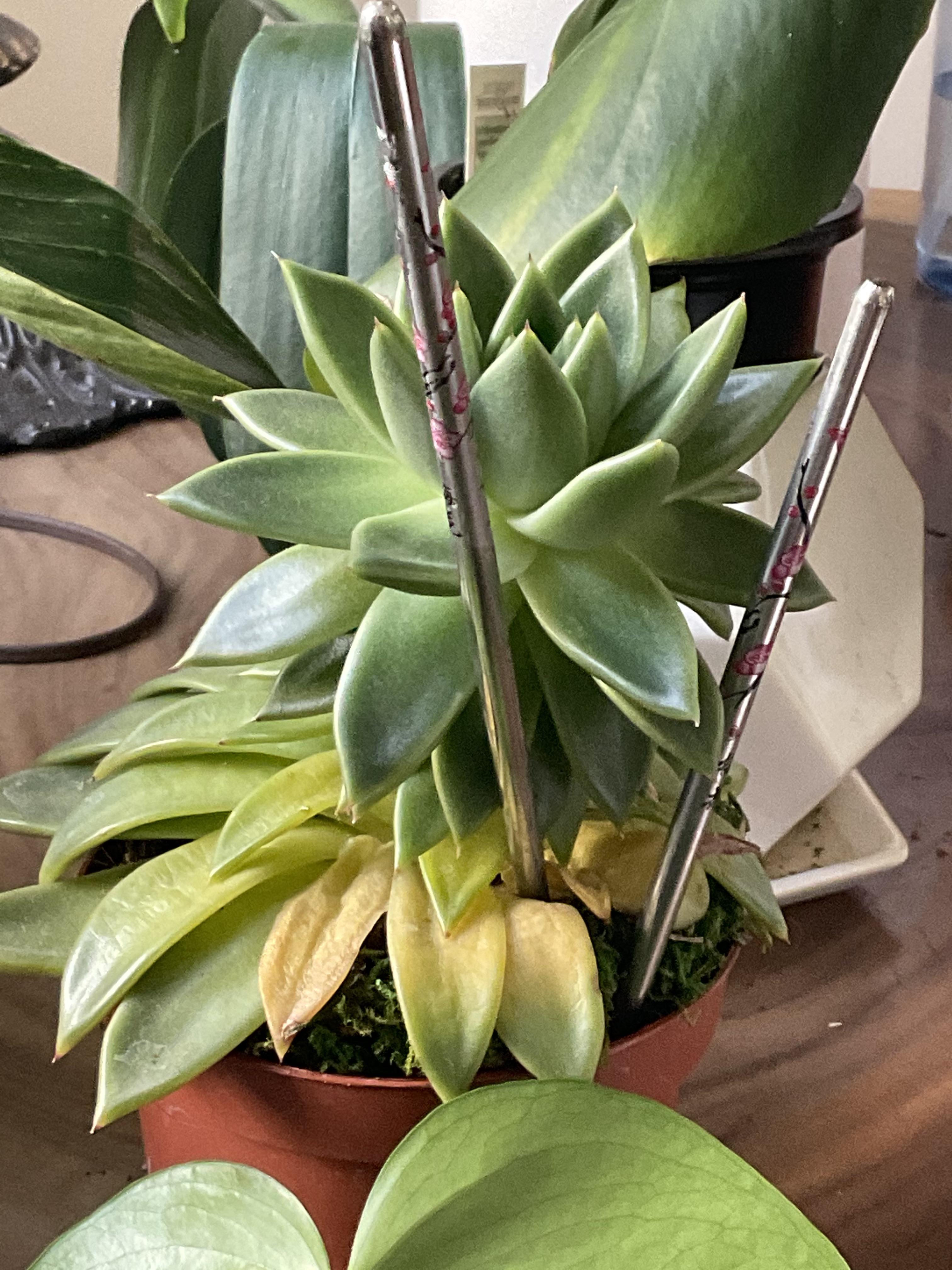 Succulent help! Leaves yellowing, top heavy. see comment r/plantclinic