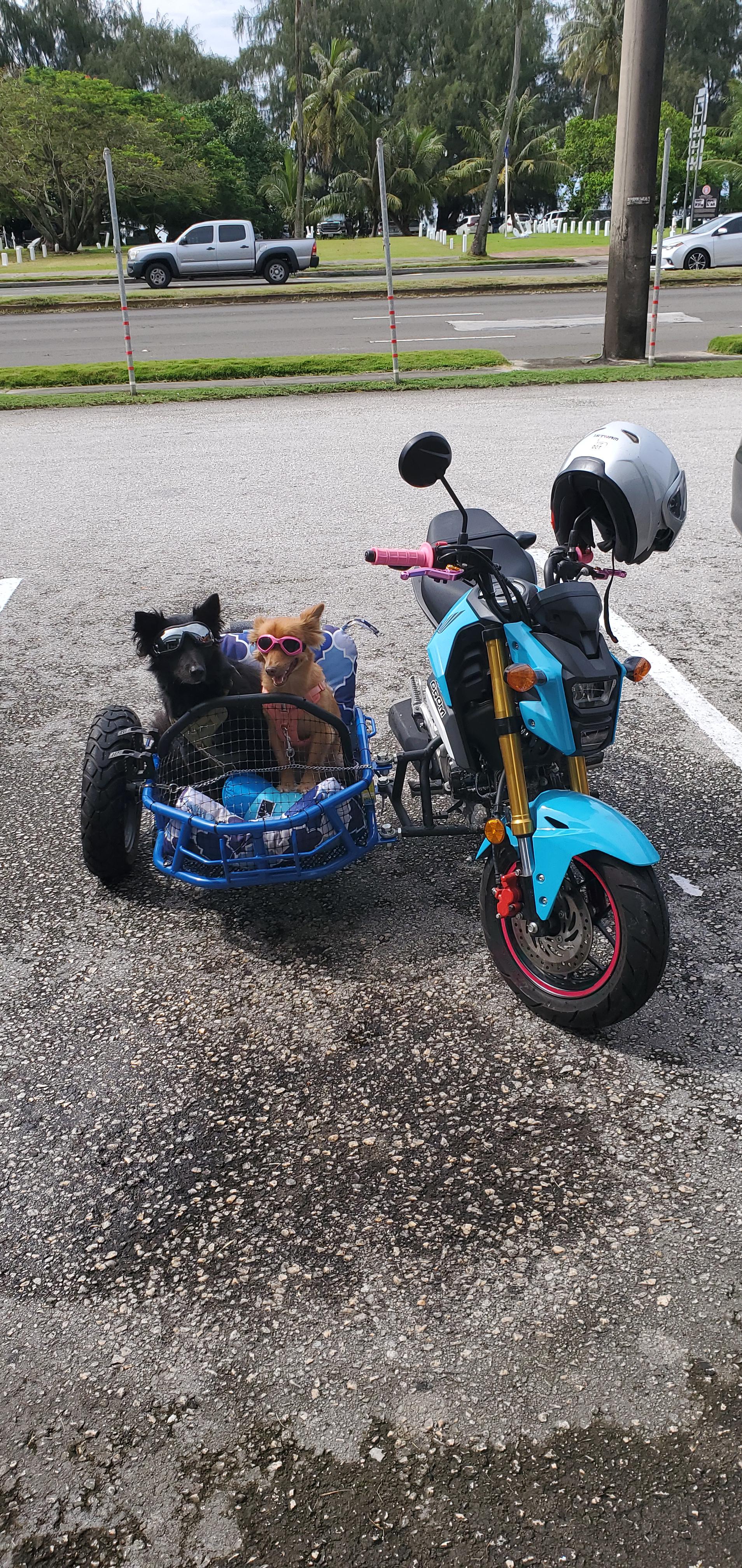 This duo is the best. Seen at a pet store in guam. r/rarepuppers