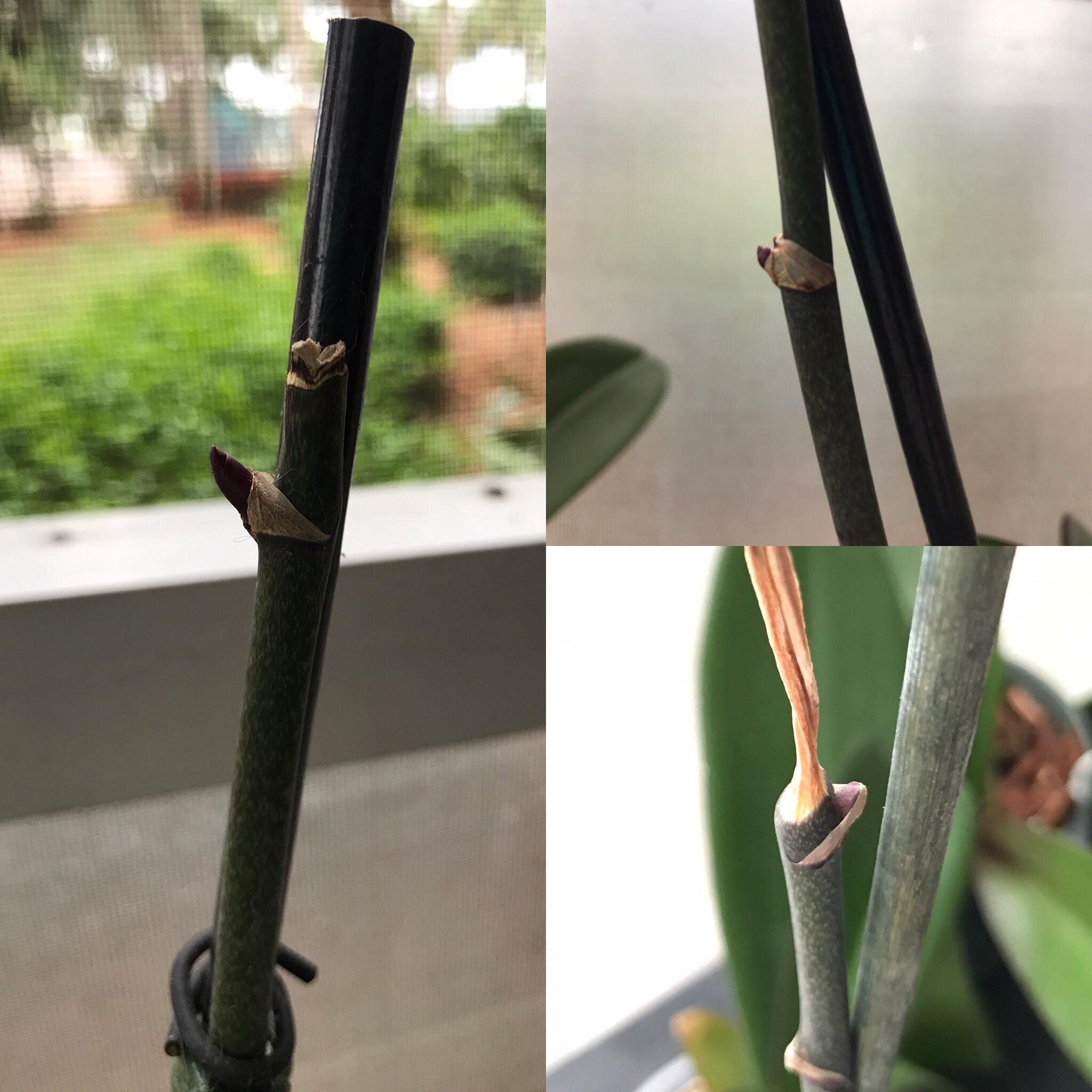 I’ve never had an orchid rebloom from an existing flower spike. Is that