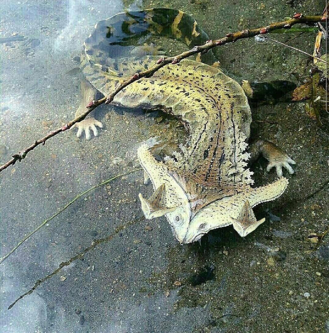 "Dragapult IRL! (Hammerhead salamander)" Pokemonger