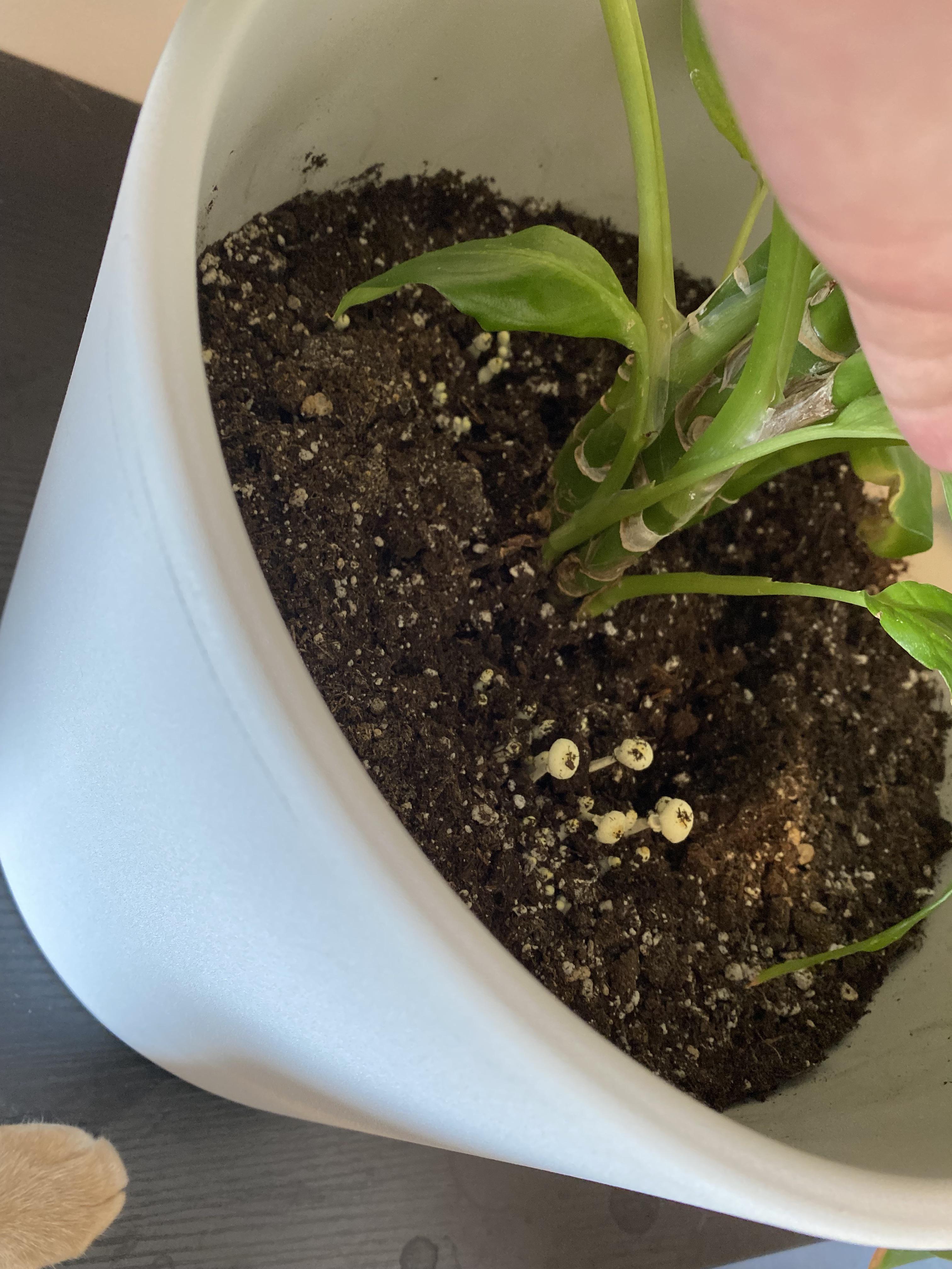 Mushrooms in my plant!? I’ve never seen this before anyone experience