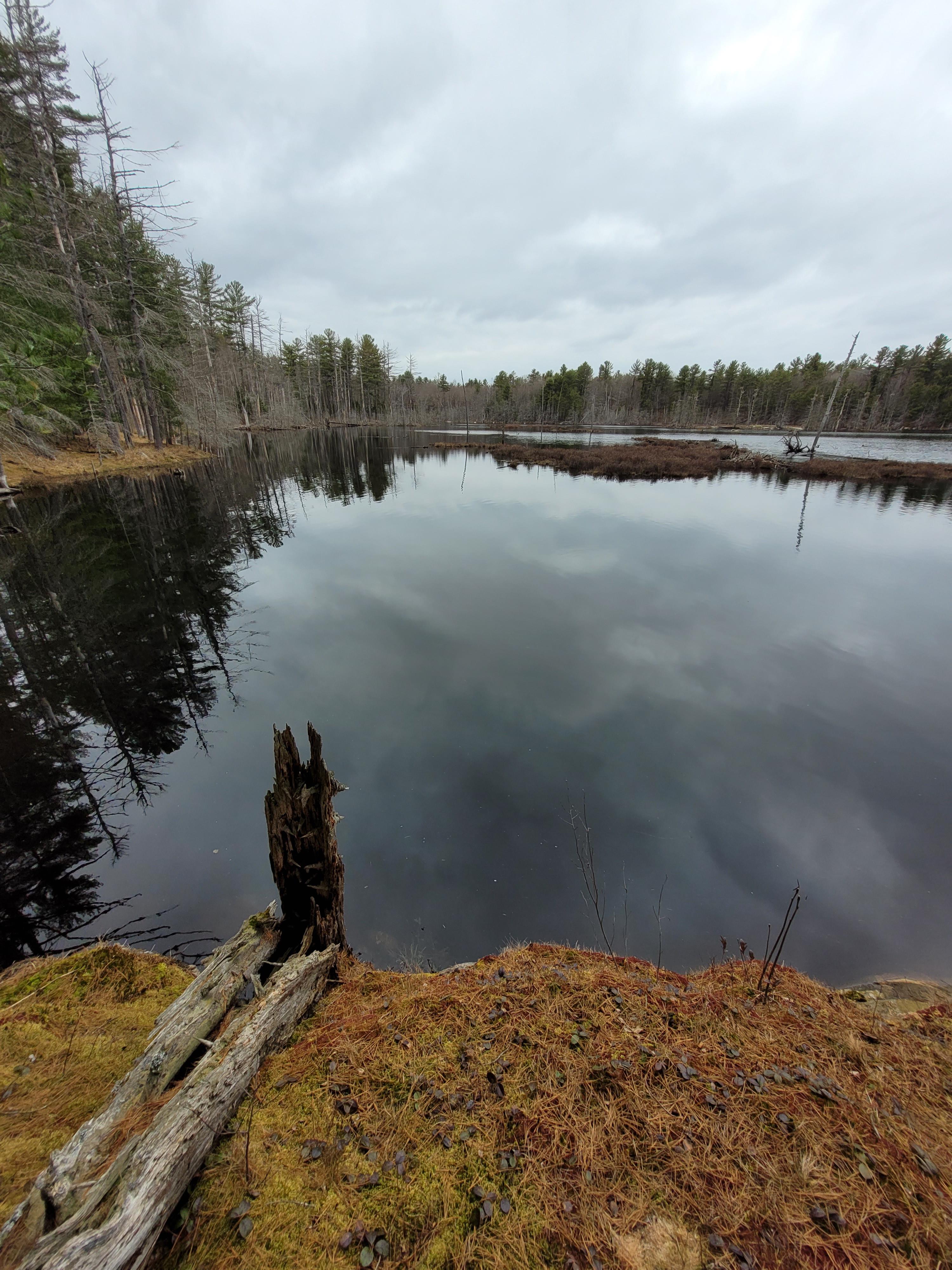 this is a typical beaver infested pond that I camp by in the