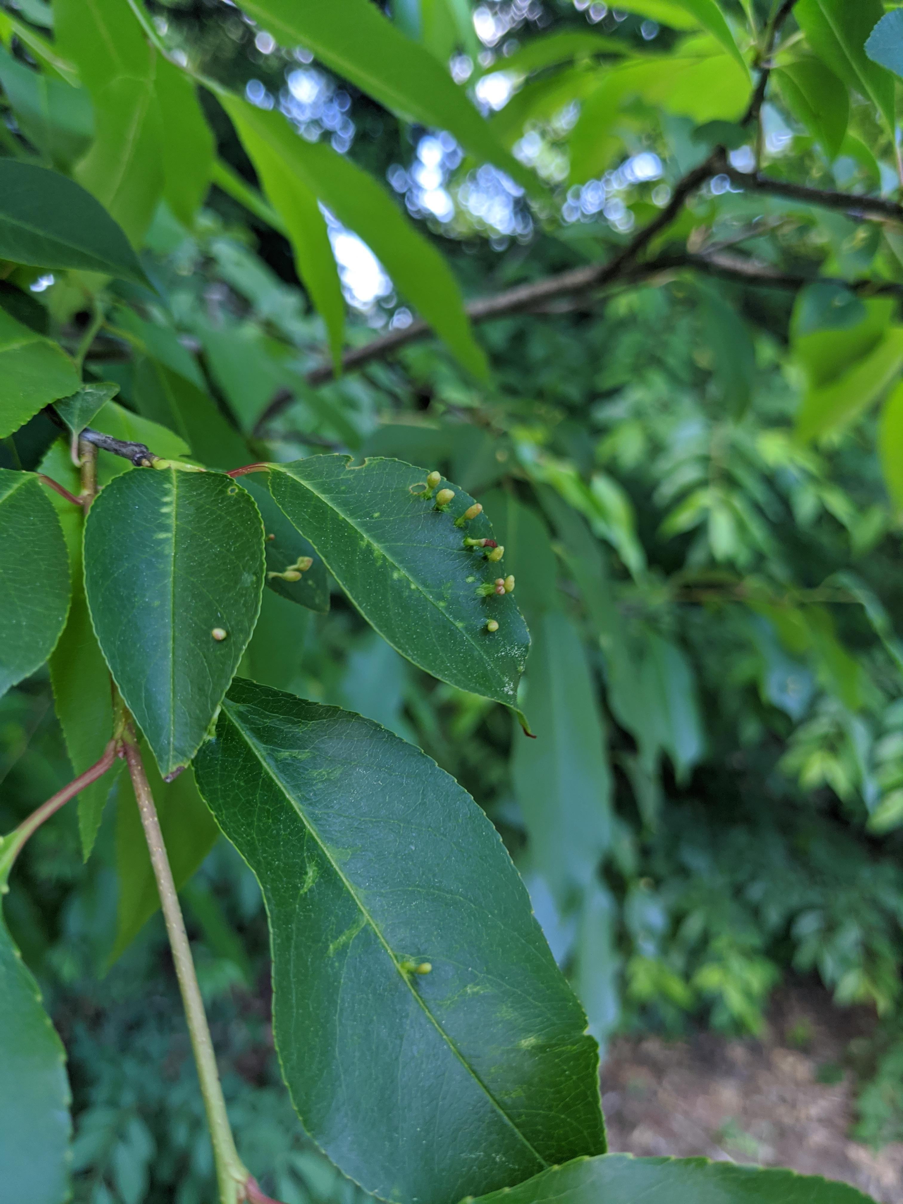Cherry trees getting these growths on leaves? What are they? r/gardening