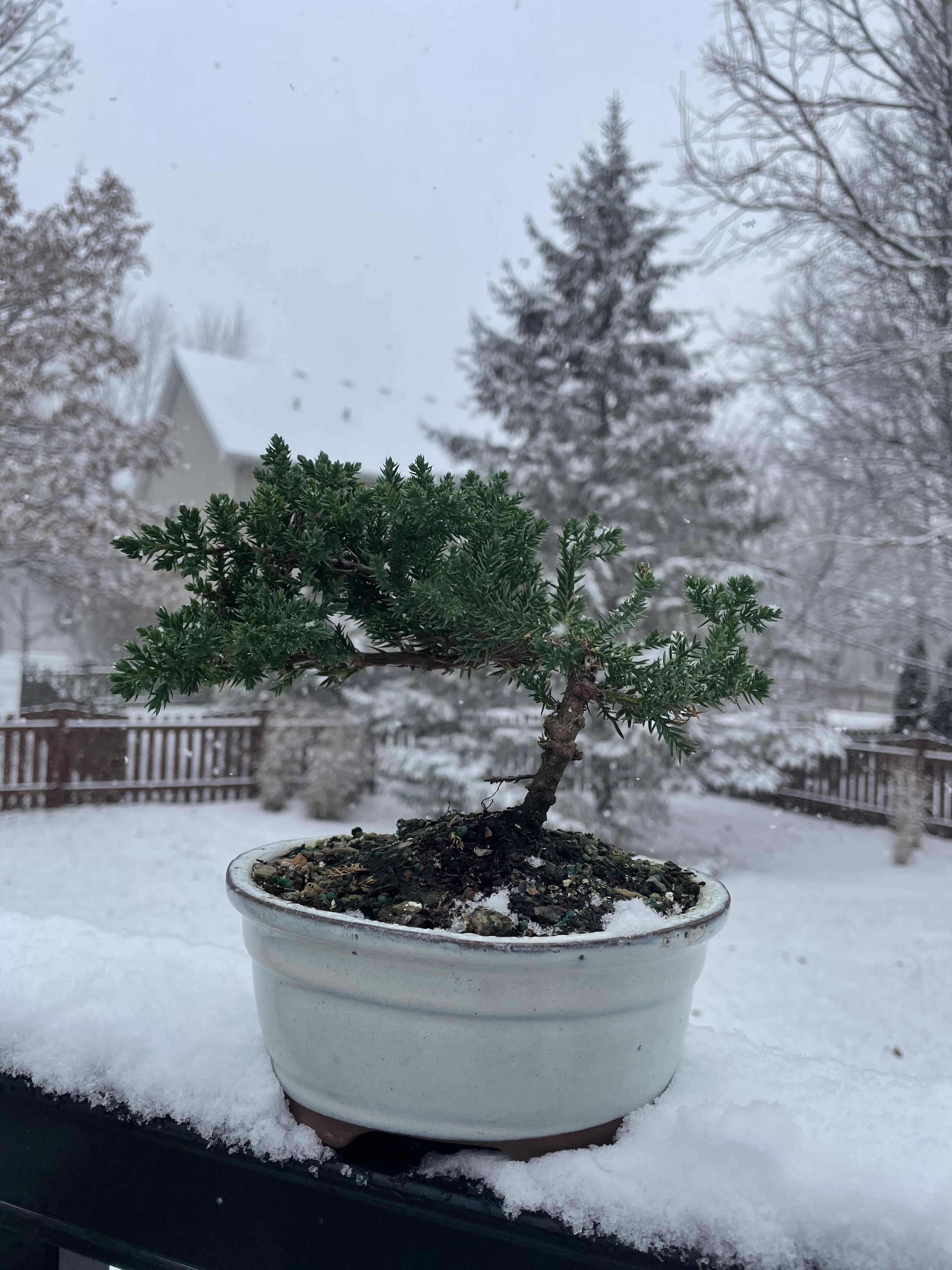 Green mound juniper! Any tips for winter care? Bonsai