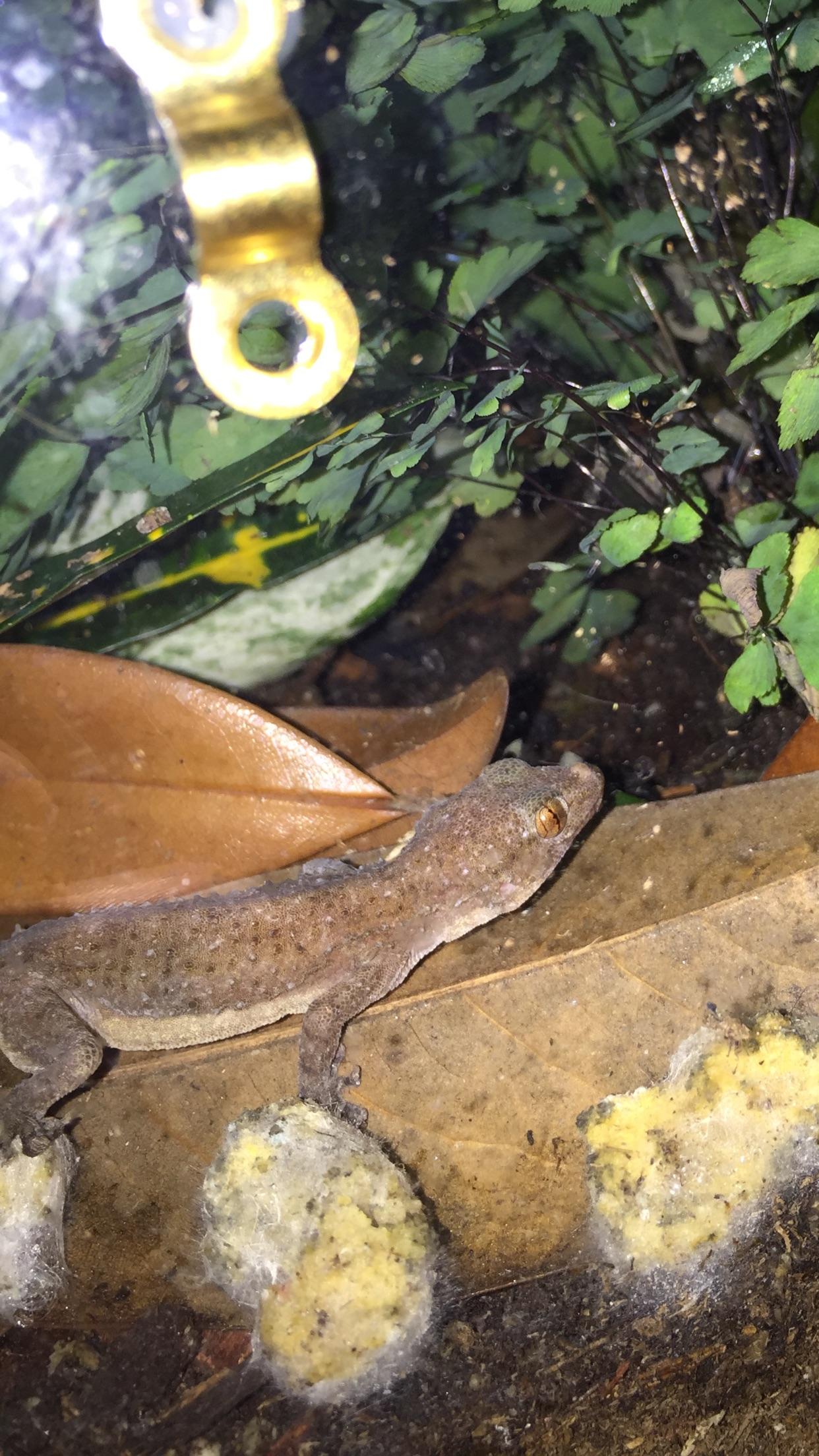 ***I.D Help*** Adopted a “crocodile gecko.” Is this a
