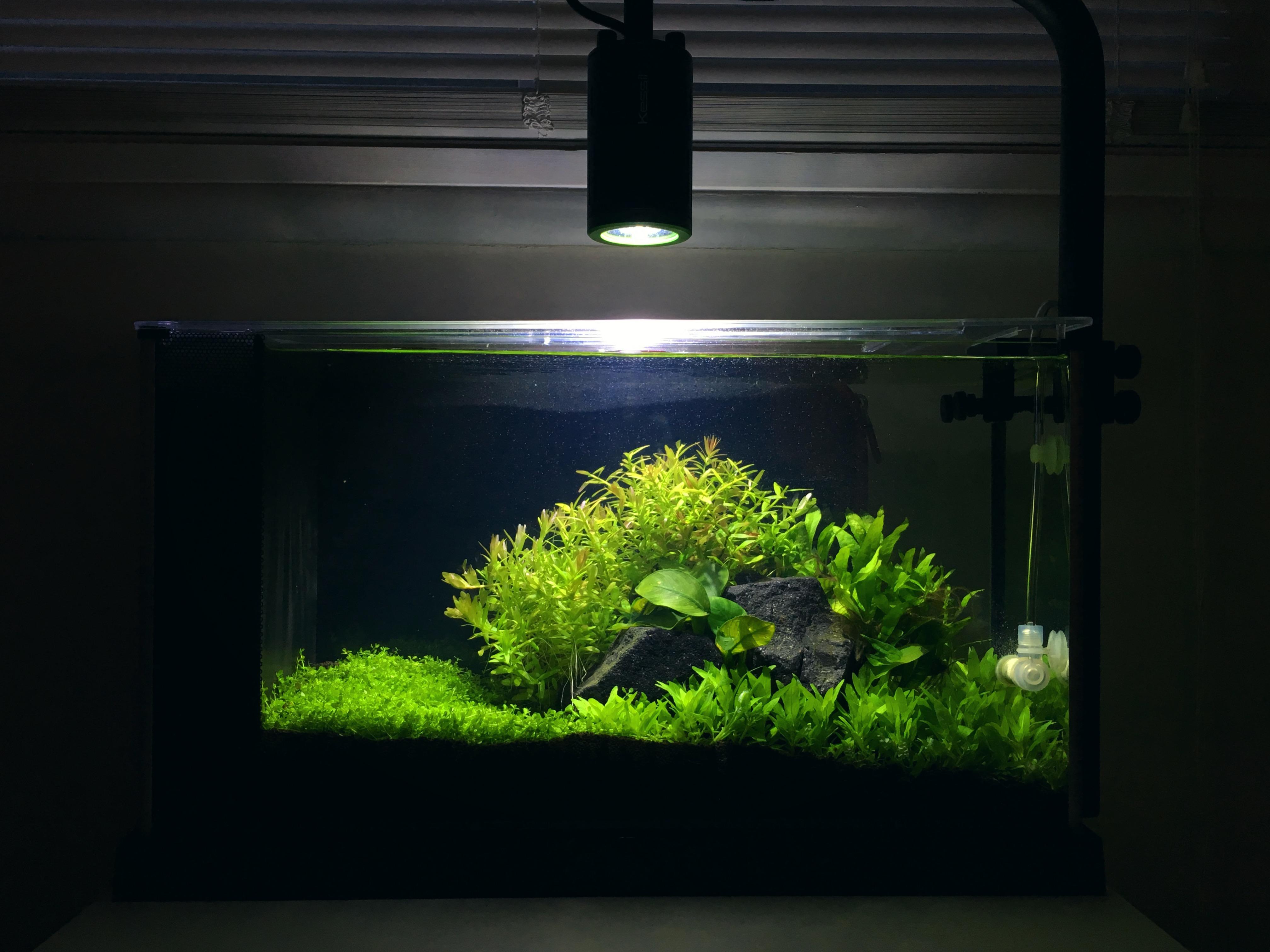 First Tank Fluval Spec V Planted r/PlantedTank