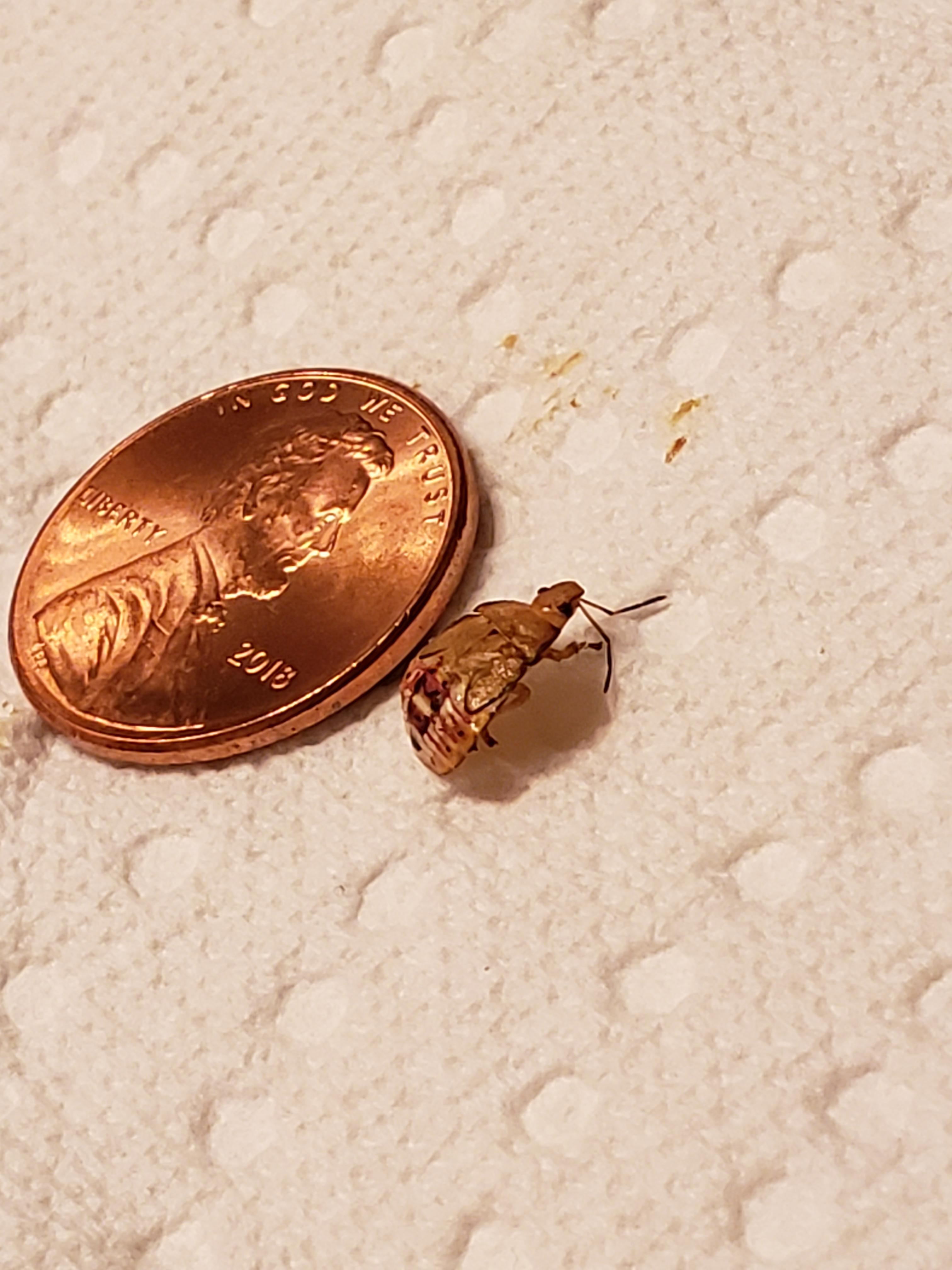 Found on the side of my mattress in Dallas, TX, what is it? r