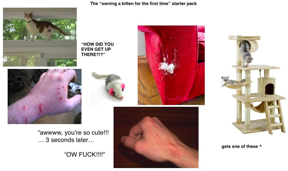 The “owning a kitten for the first time” starter pack r/starterpacks