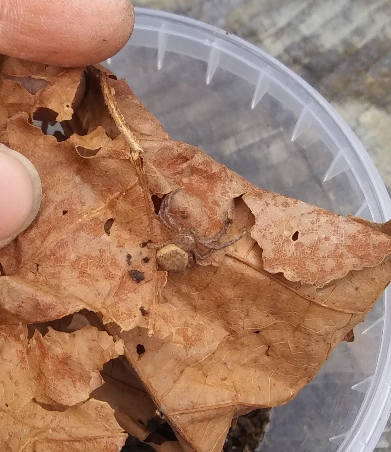 Crab spider? Species? (New York, 1cm?) r/arachnids