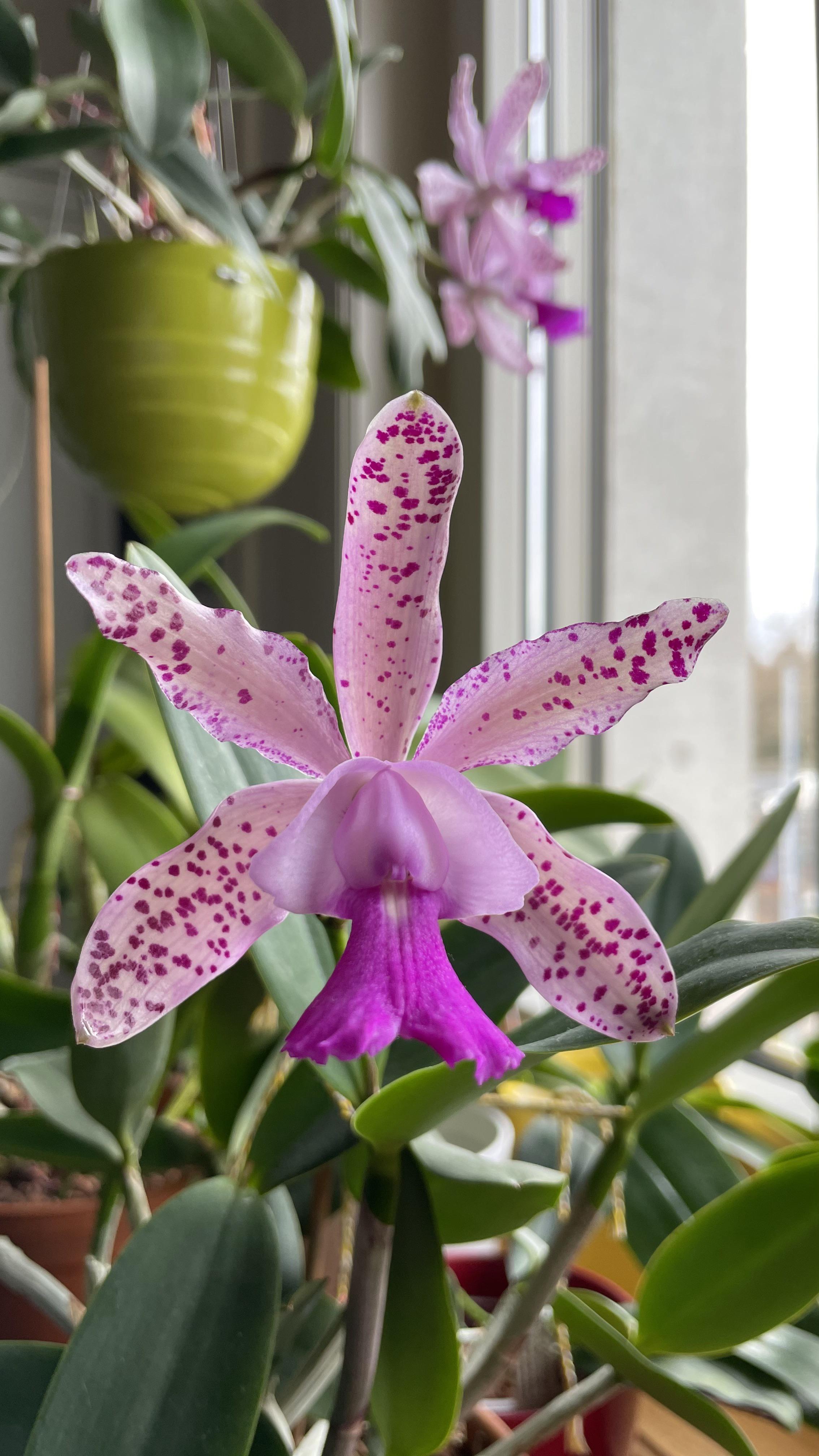 First post here one of my favourite orchids Cattleya Calummata r