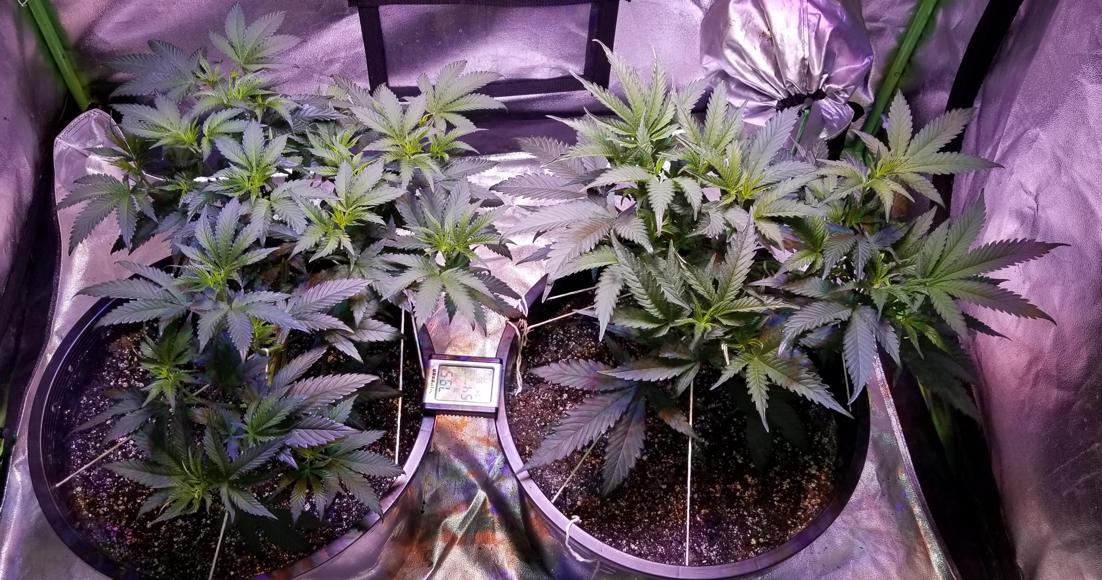 F1 Durban Poison x Gushers from Connected Cannabis. Day 1 of 12/12