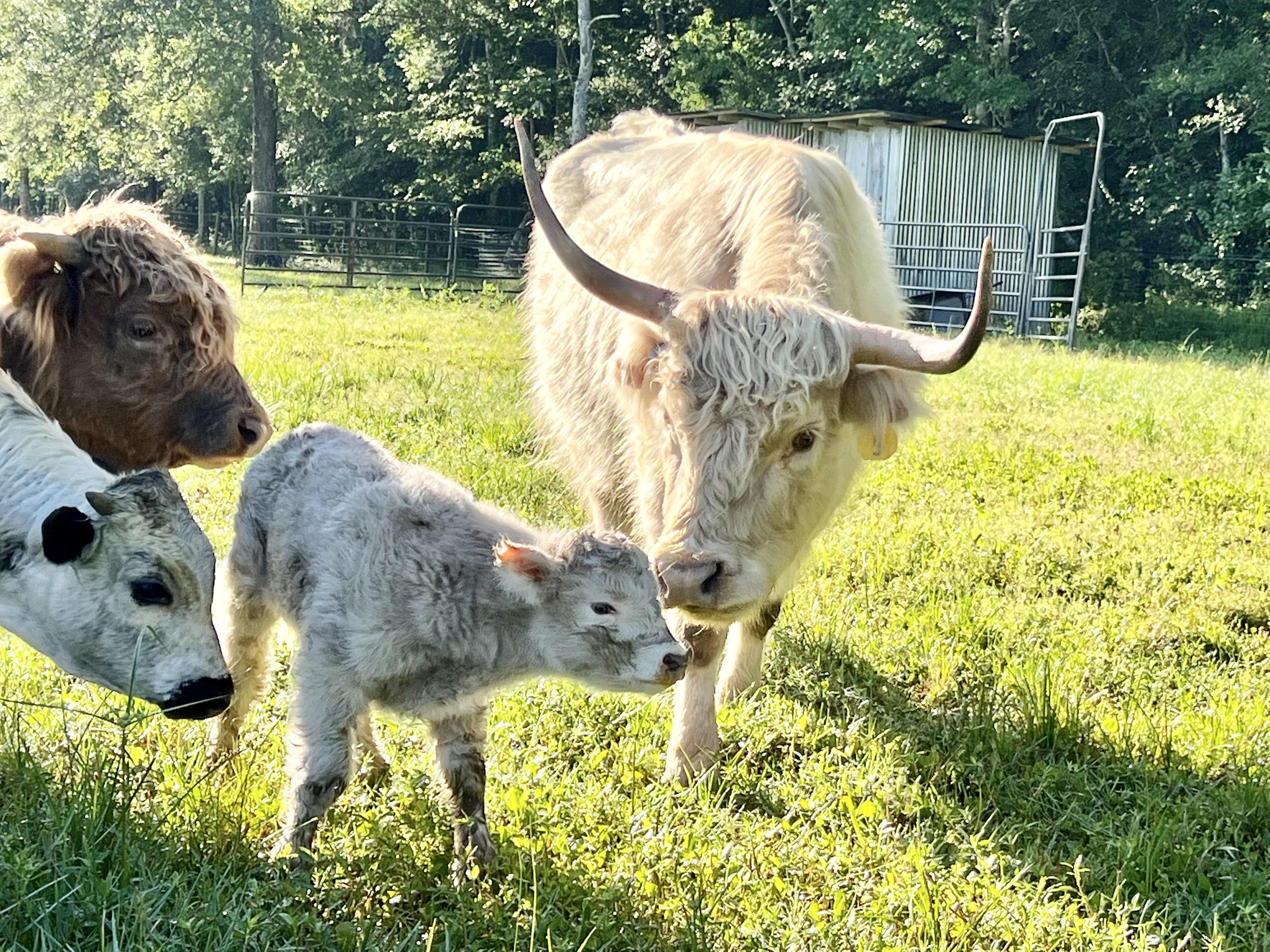Baby coo born this morning. A beautiful silver Scottish highland, proud