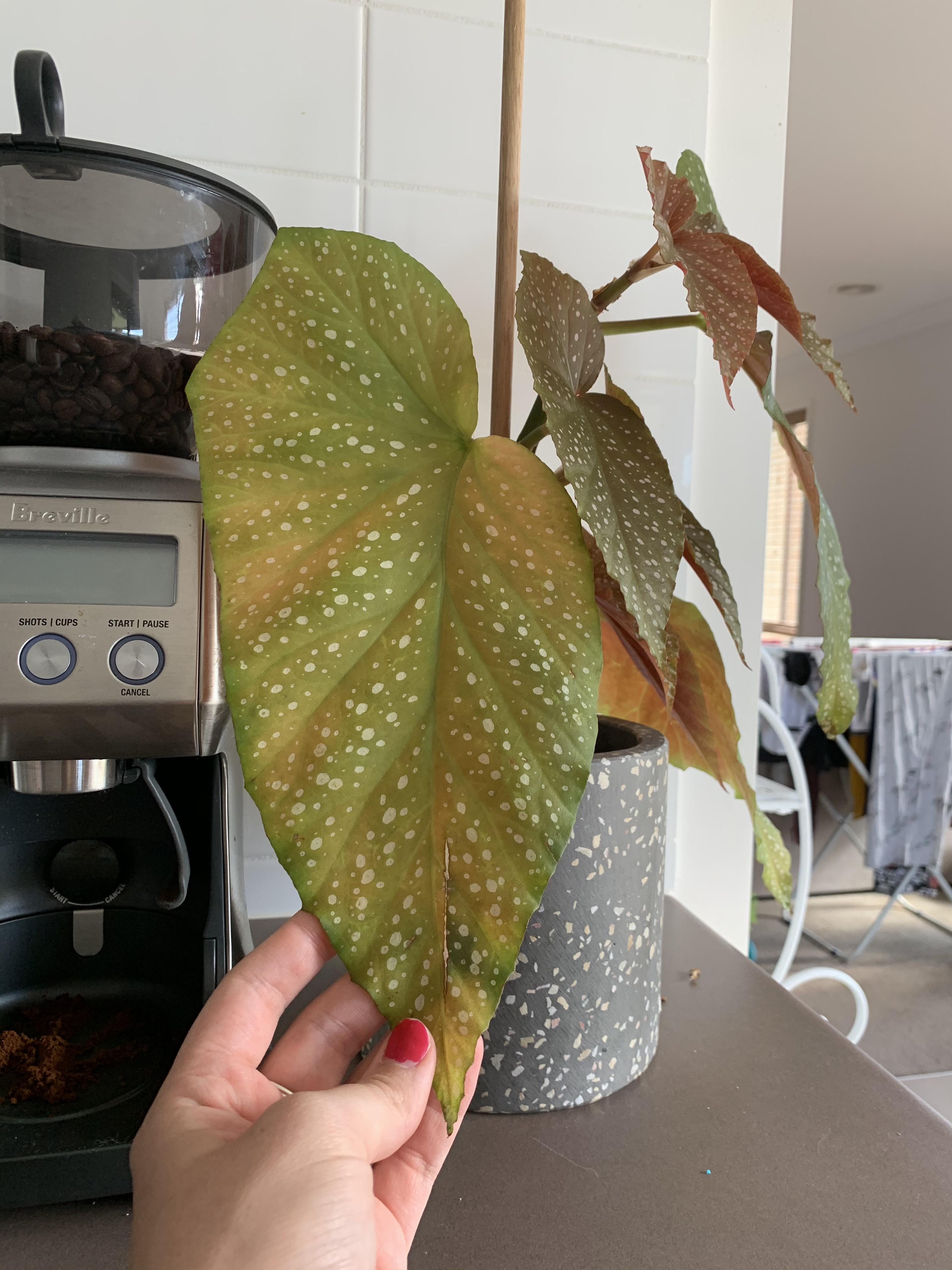 Begonia corallina is yellowing 😣 What have I done wrong? Can I bring it