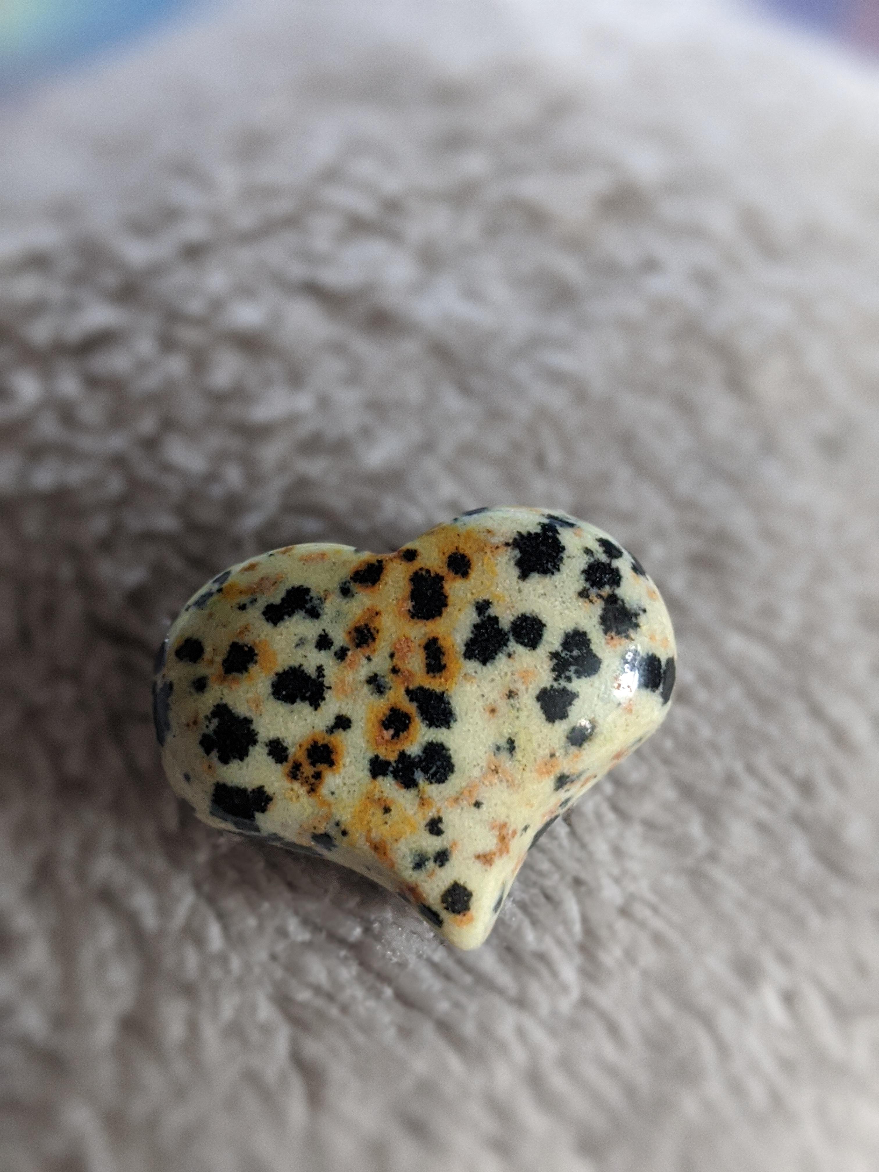 73+ Yellow Dalmatian Jasper Picture Bleumoonproductions