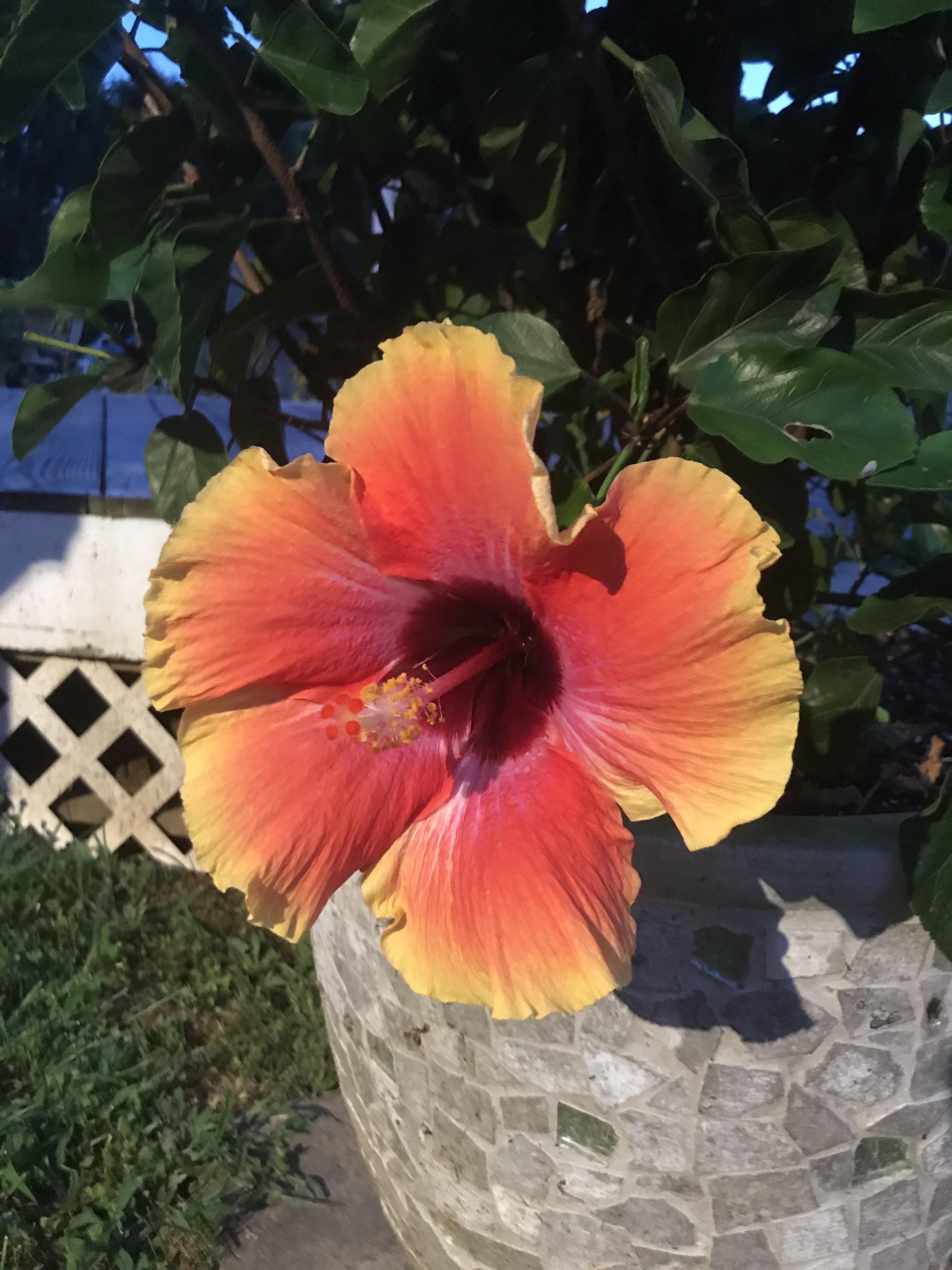 Wishing for summer so my hibiscus will bloom again. r/flowers