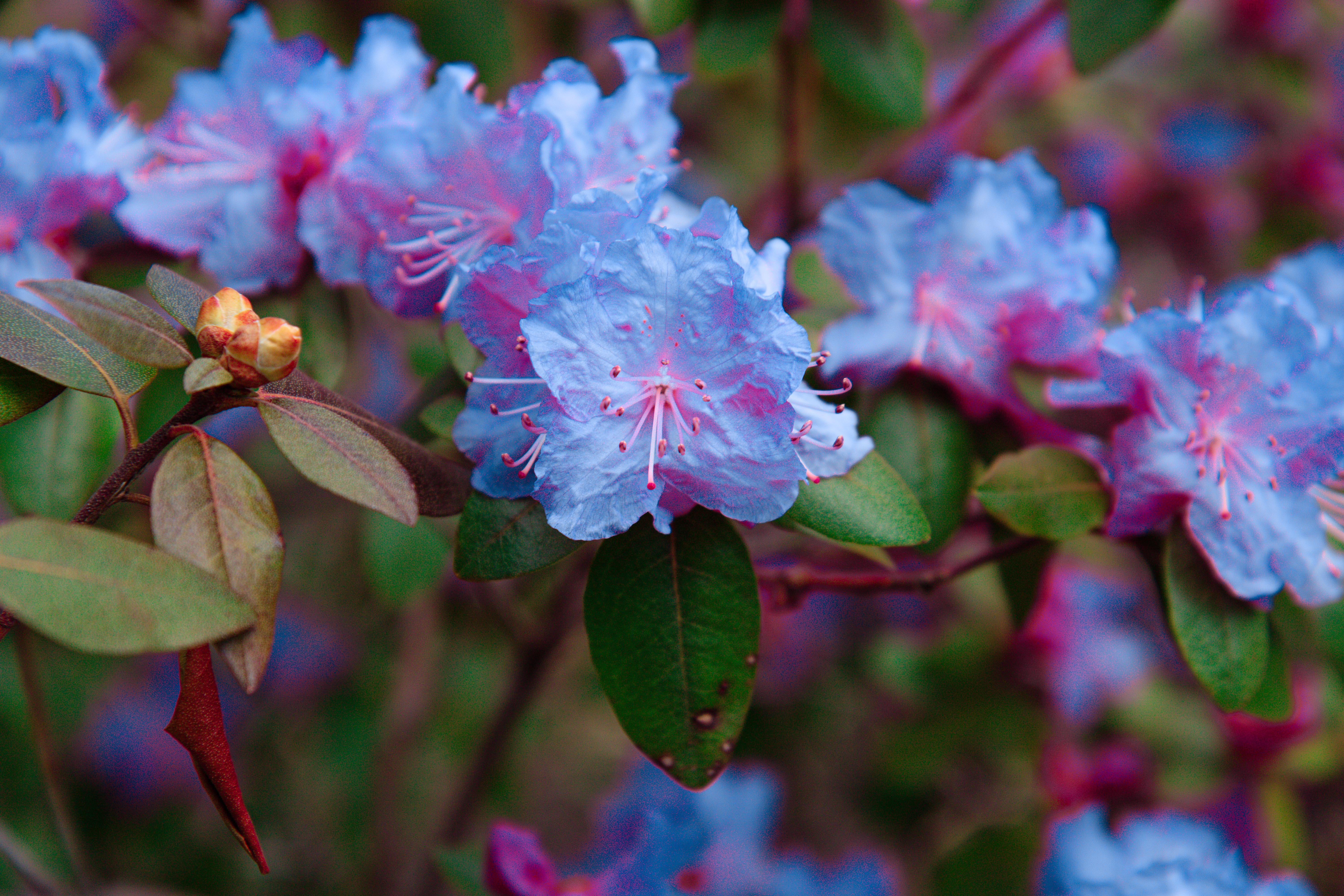 Cotton Candy Flowers. Saint Cloud. r/minnesota