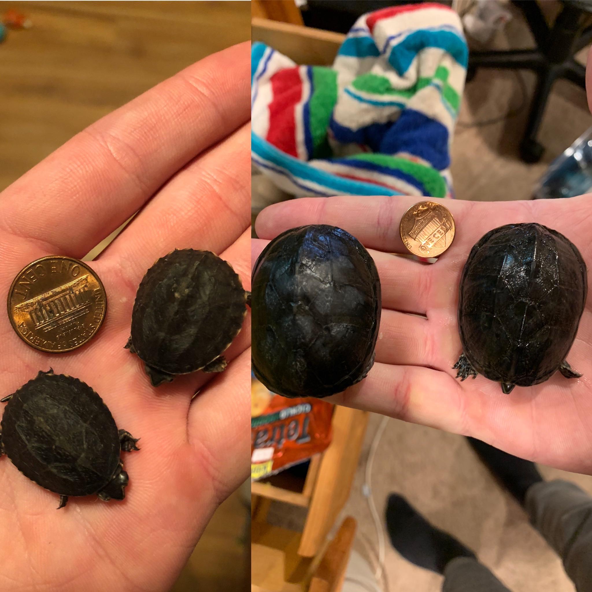 Eastern musk turtles about 1 year apart. They grow up so fast! r/reptiles