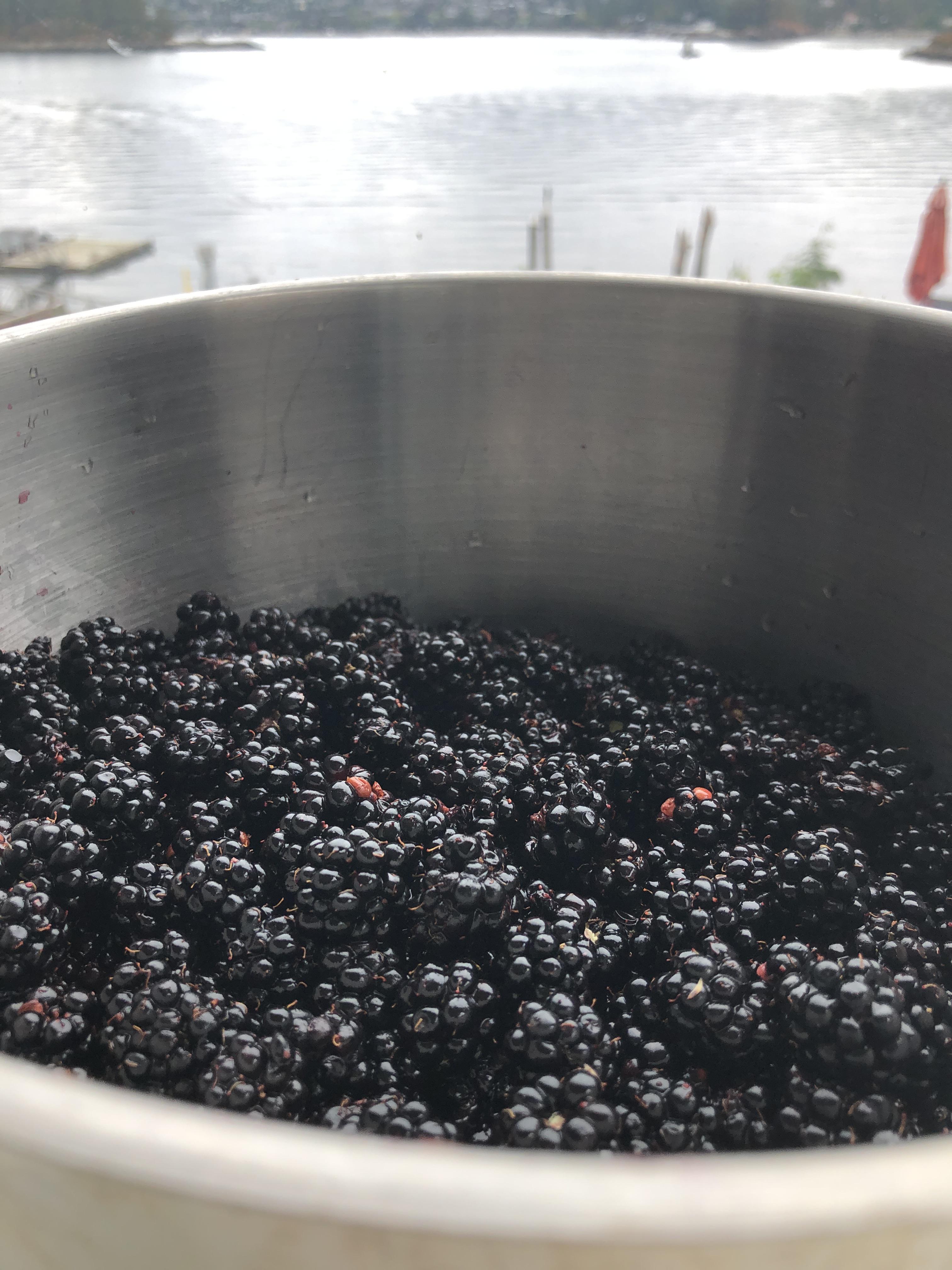 Blackberry jam,pie or? r/foraging