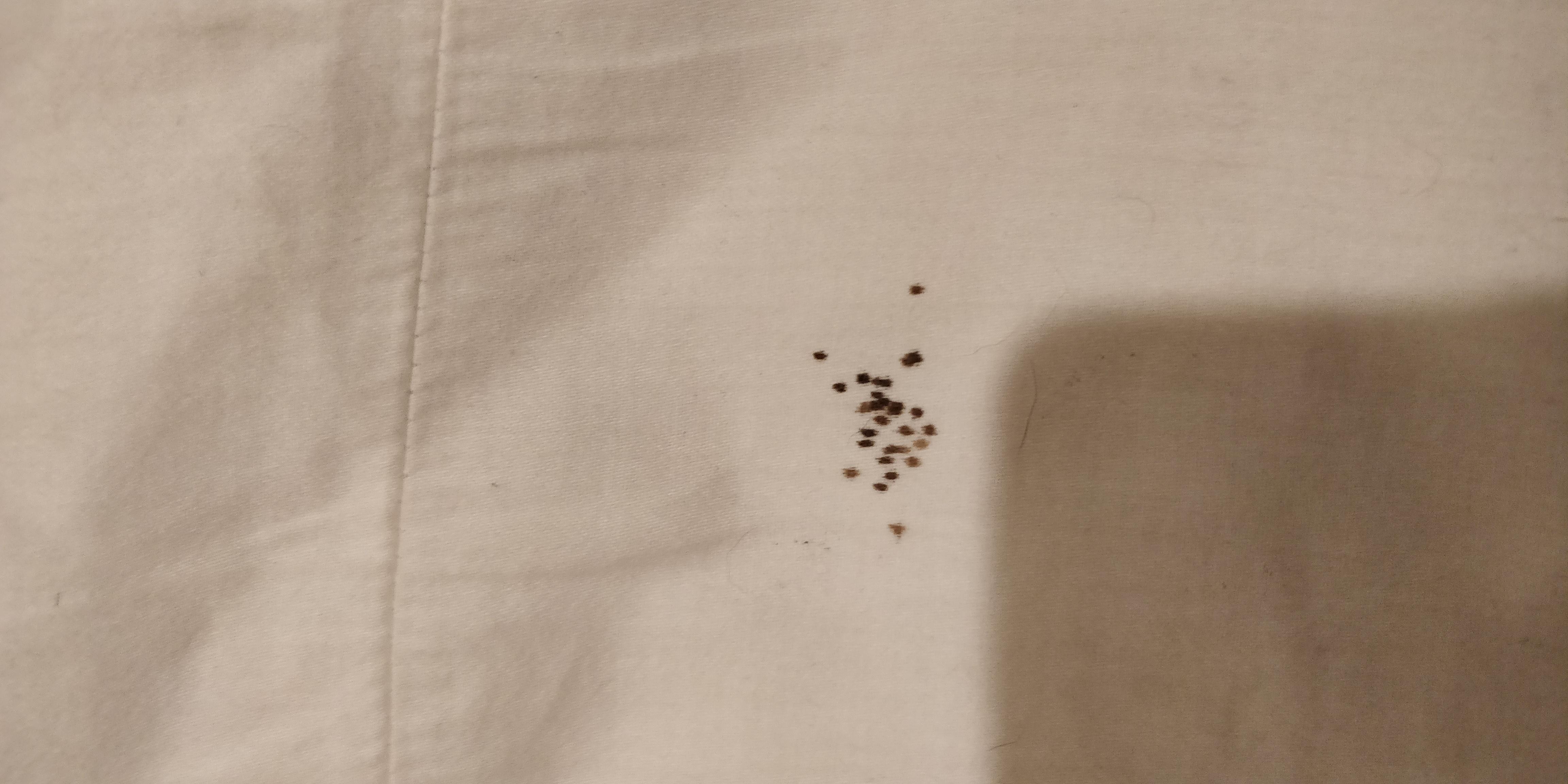 Found this on my pillow case. r/Bedbugs