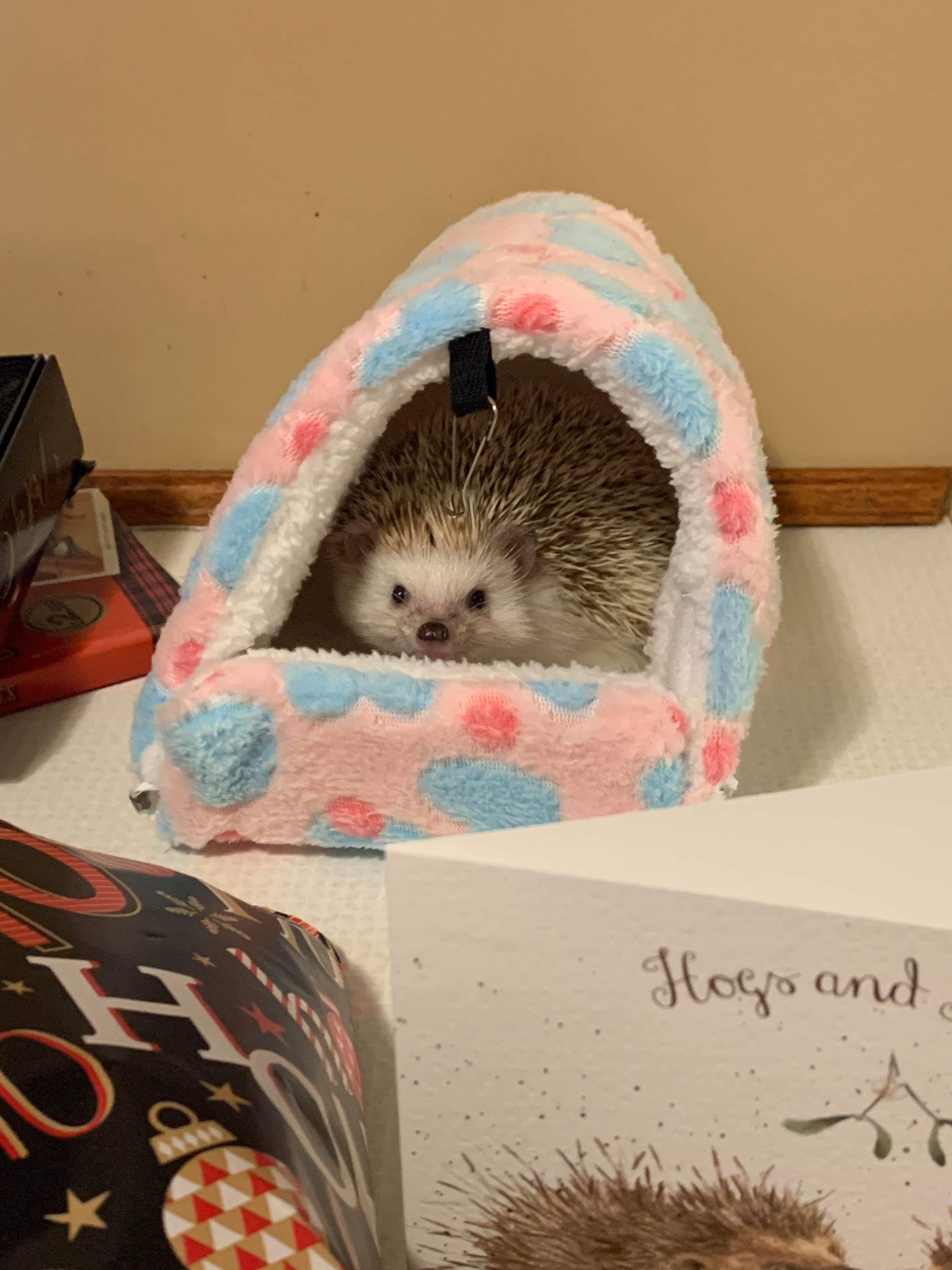 Shifty loves his new Christmas present. Great success. r/Hedgehog